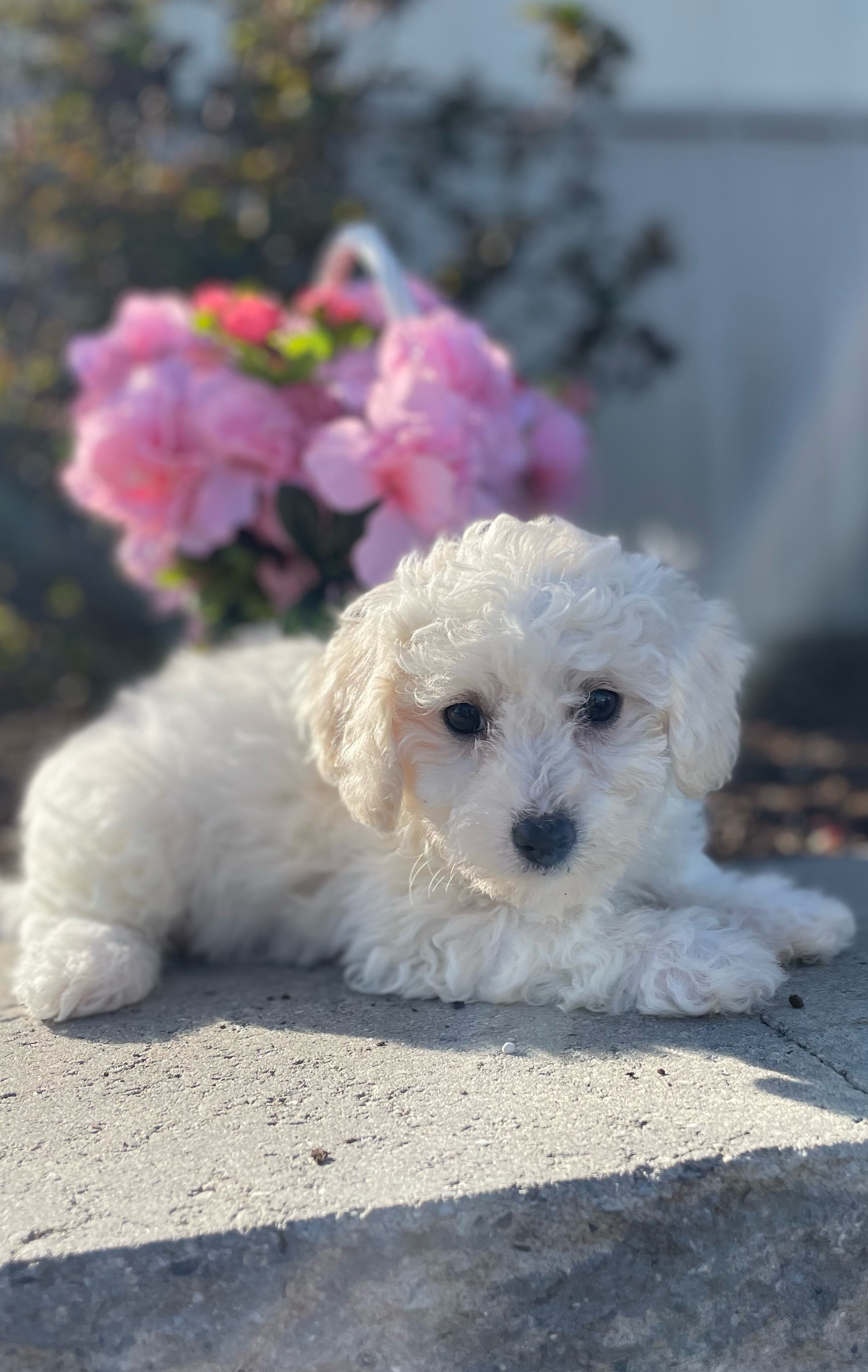 puppy, for, sale, Bichon Frise, Curtis  Martin, dog, breeder, Seneca Falls, NY, dog-breeder, puppy-for-sale, forsale, nearby, find, puppyfind, locator, puppylocator, aca