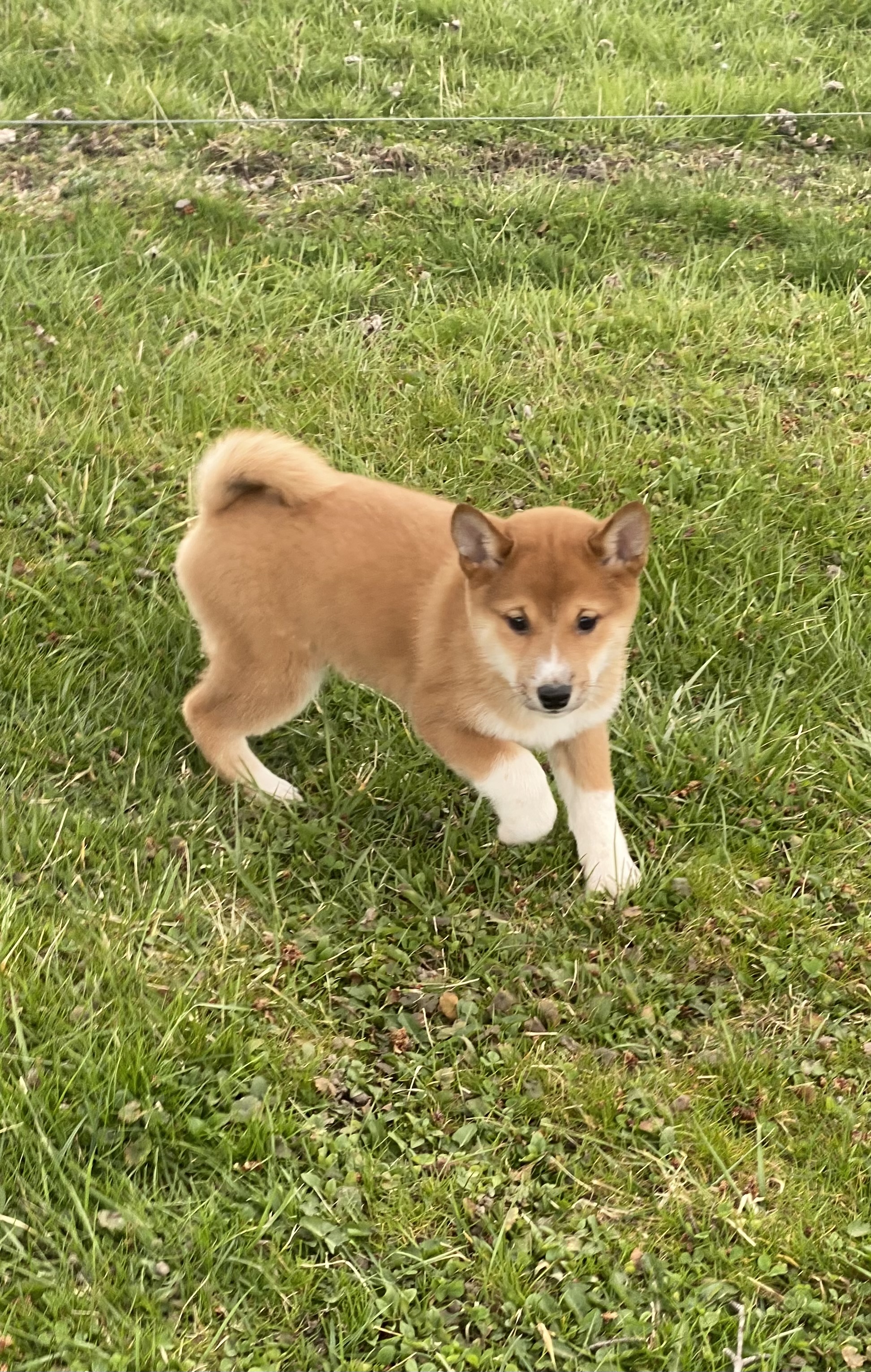 puppy, for, sale, Bichon Frise, Curtis  Martin, dog, breeder, Seneca Falls, NY, dog-breeder, puppy-for-sale, forsale, nearby, find, puppyfind, locator, puppylocator, aca