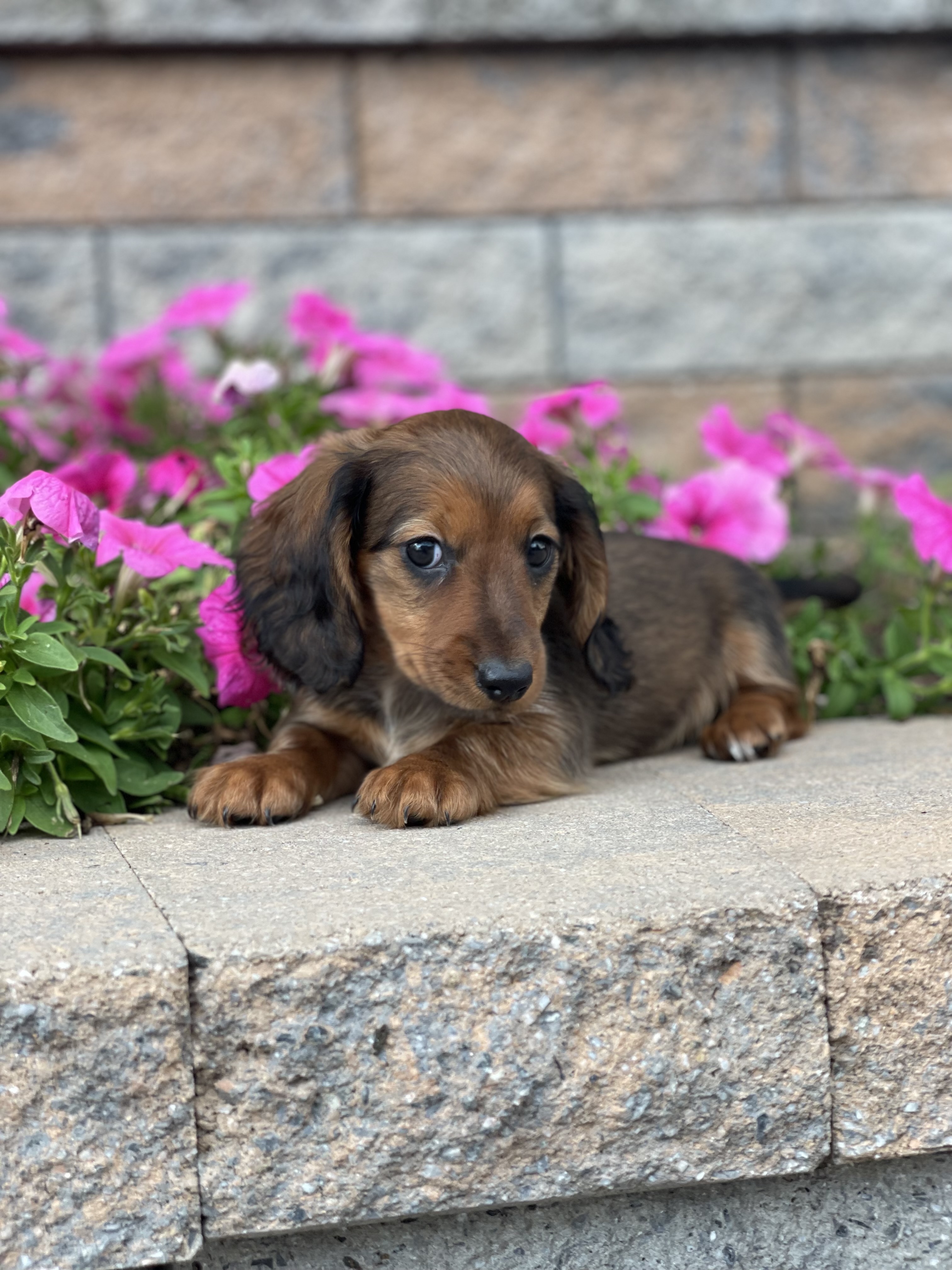 puppy, for, sale, Dachshund, Curtis  Martin, dog, breeder, Seneca Falls, NY, dog-breeder, puppy-for-sale, forsale, nearby, find, puppyfind, locator, puppylocator, aca