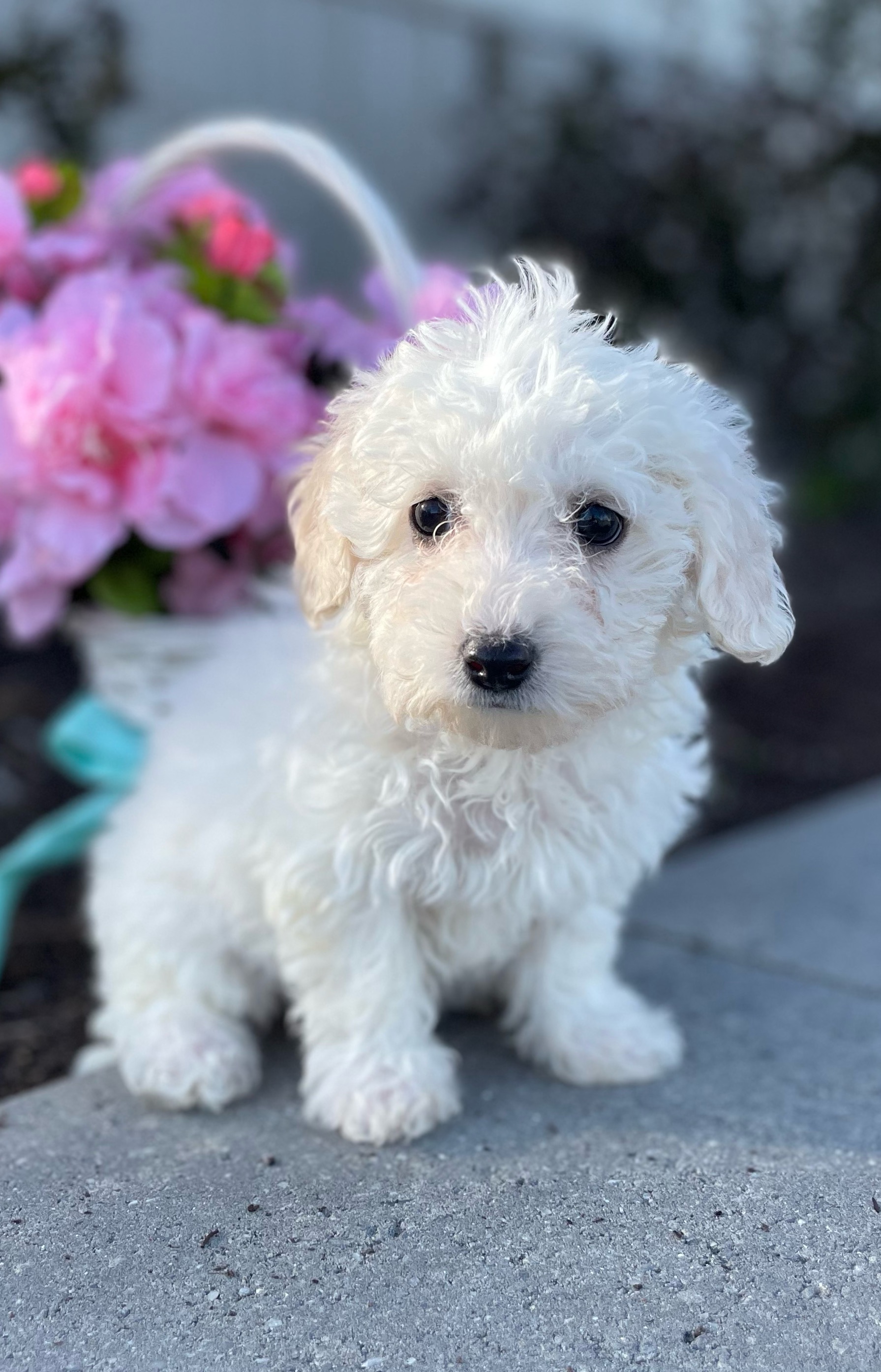 puppy, for, sale, Bichon Frise, Curtis  Martin, dog, breeder, Seneca Falls, NY, dog-breeder, puppy-for-sale, forsale, nearby, find, puppyfind, locator, puppylocator, aca