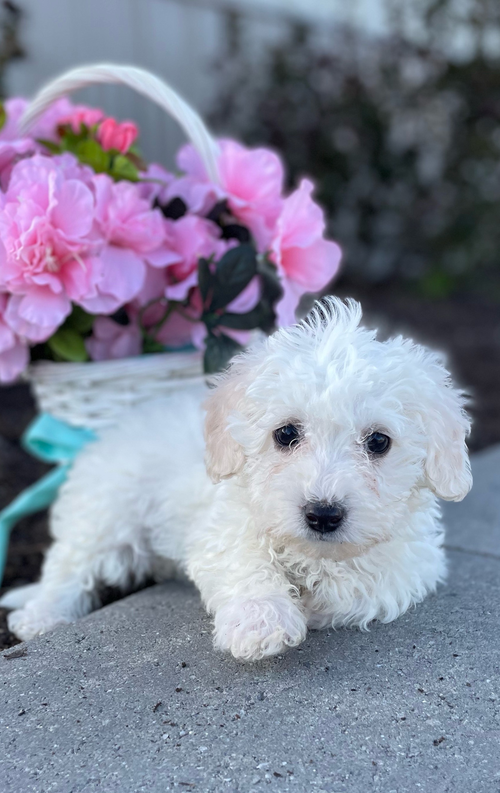 puppy, for, sale, Bichon Frise, Curtis  Martin, dog, breeder, Seneca Falls, NY, dog-breeder, puppy-for-sale, forsale, nearby, find, puppyfind, locator, puppylocator, aca