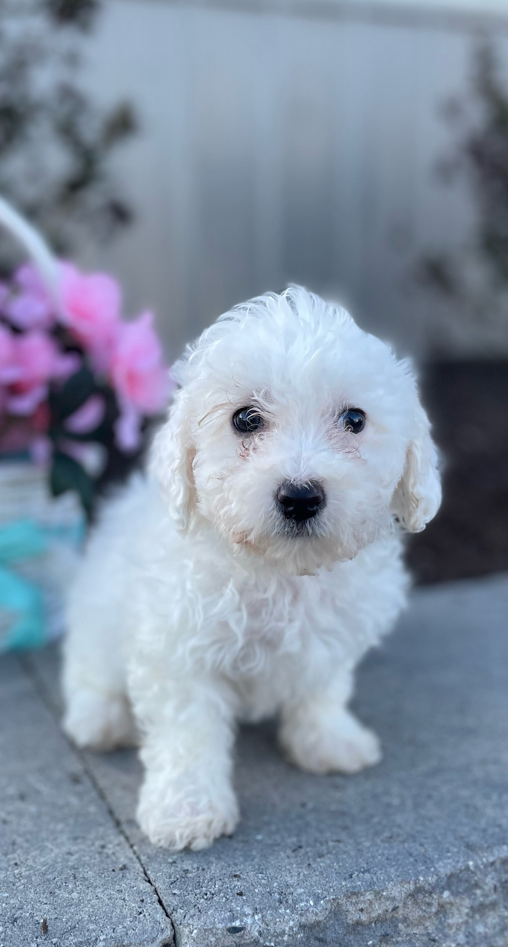 puppy, for, sale, Bichon Frise, Curtis  Martin, dog, breeder, Seneca Falls, NY, dog-breeder, puppy-for-sale, forsale, nearby, find, puppyfind, locator, puppylocator, aca