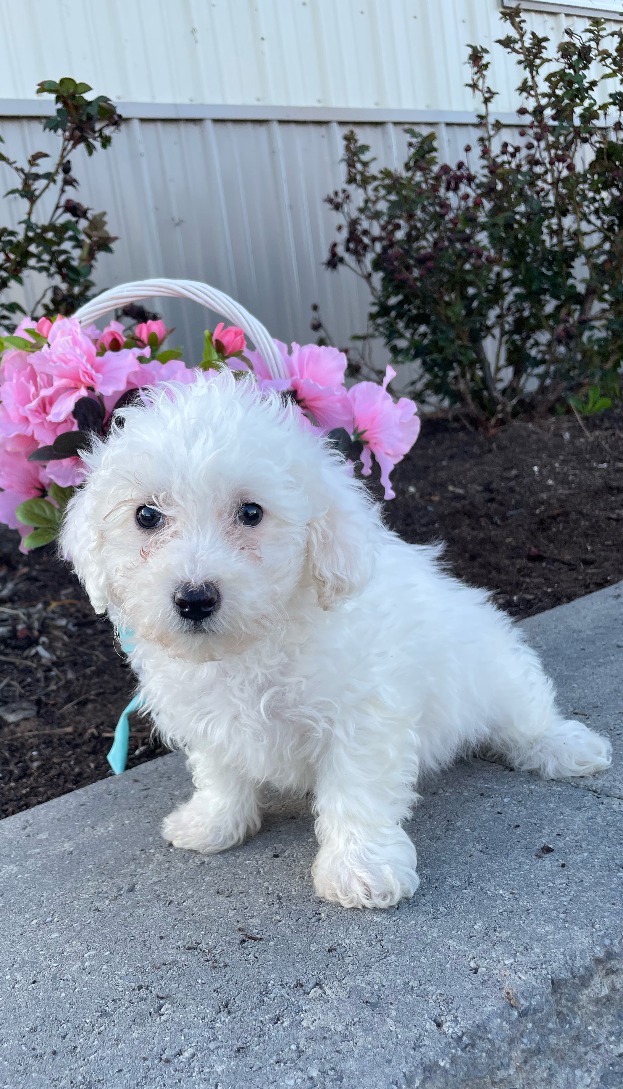 puppy, for, sale, Bichon Frise, Curtis  Martin, dog, breeder, Seneca Falls, NY, dog-breeder, puppy-for-sale, forsale, nearby, find, puppyfind, locator, puppylocator, aca