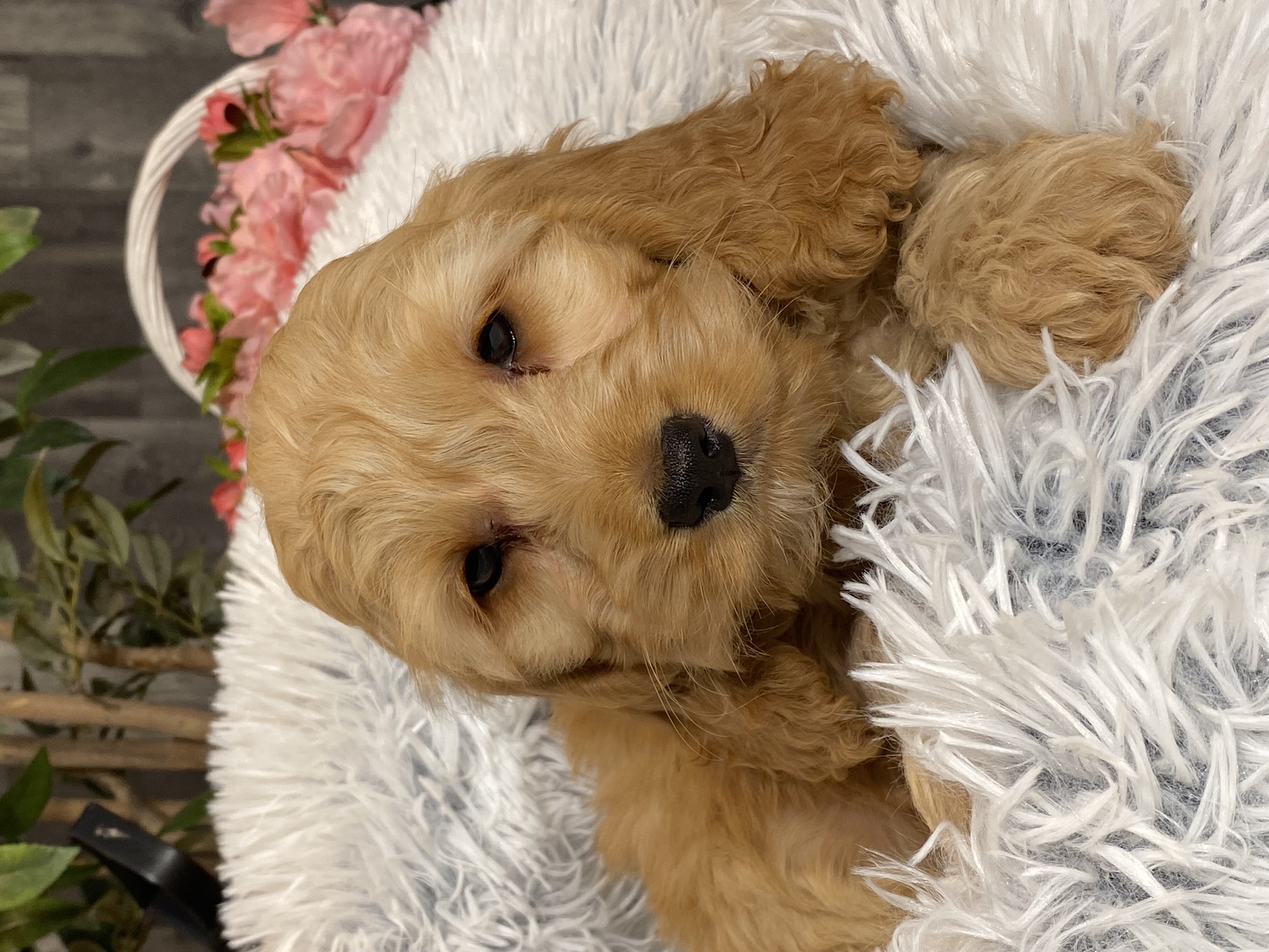 puppy, for, sale, Cockapoo, Curtis  Martin, dog, breeder, Seneca Falls, NY, dog-breeder, puppy-for-sale, forsale, nearby, find, puppyfind, locator, puppylocator, aca