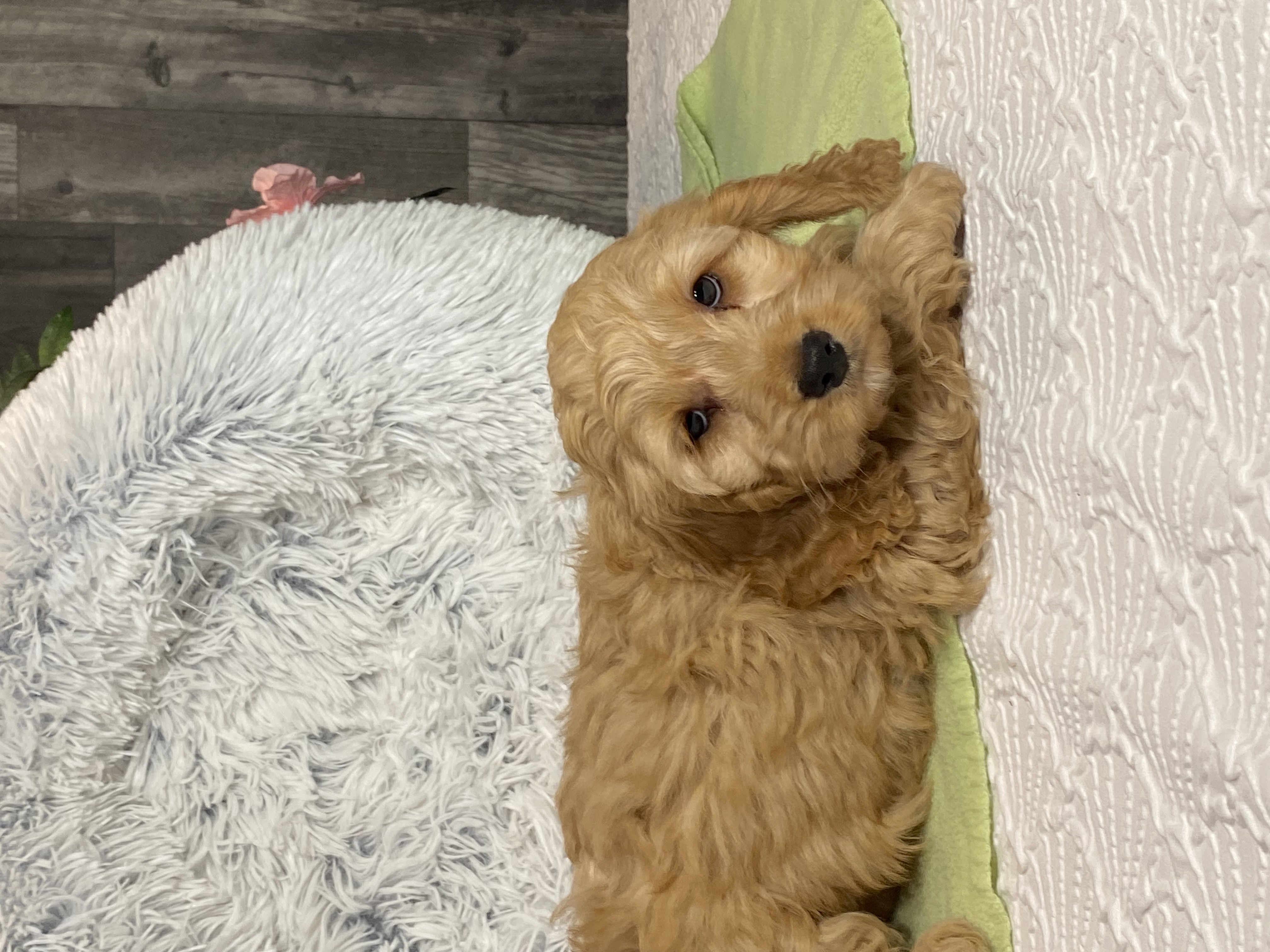 puppy, for, sale, Cockapoo, Curtis  Martin, dog, breeder, Seneca Falls, NY, dog-breeder, puppy-for-sale, forsale, nearby, find, puppyfind, locator, puppylocator, aca