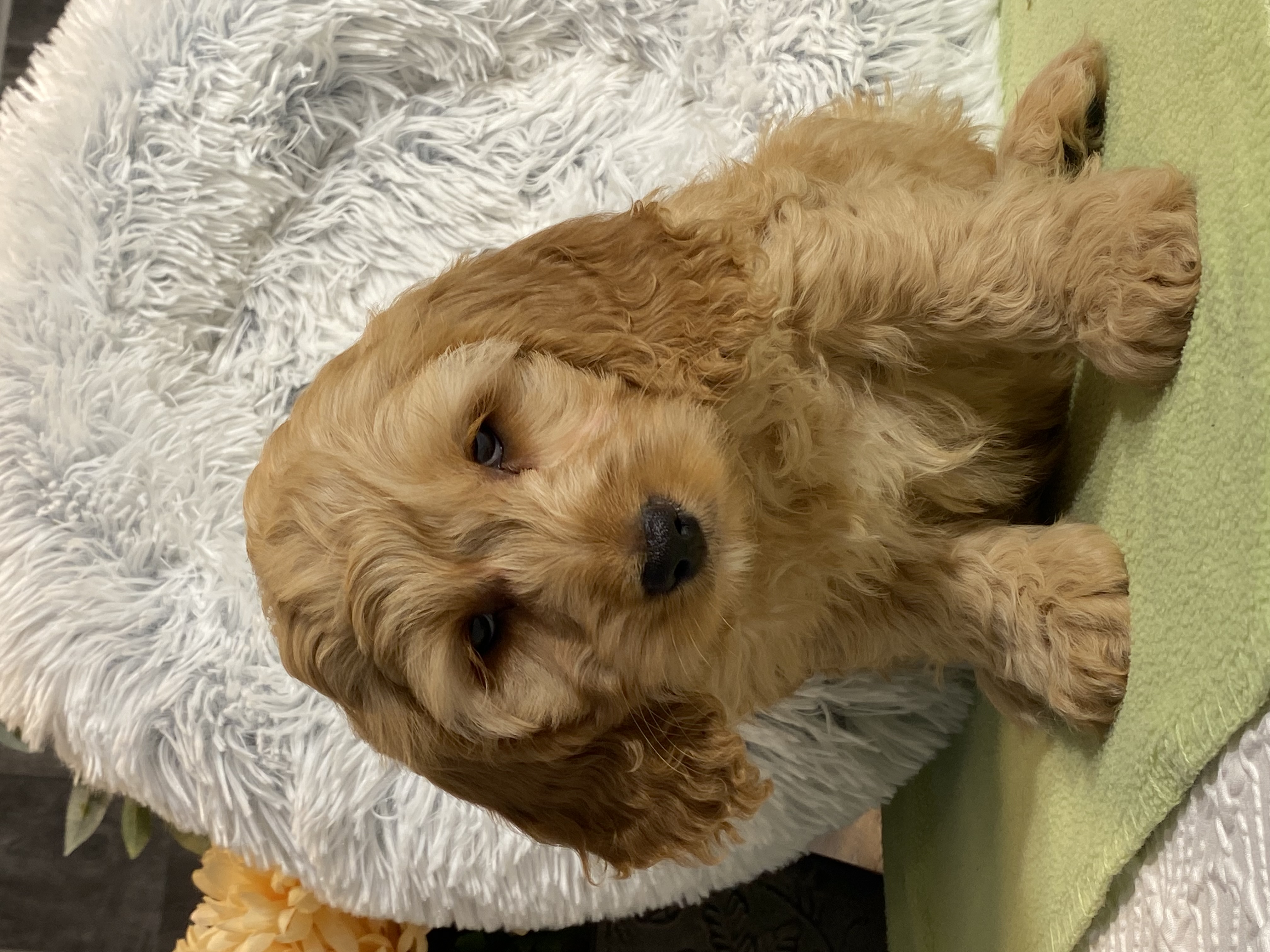 puppy, for, sale, Cockapoo, Curtis  Martin, dog, breeder, Seneca Falls, NY, dog-breeder, puppy-for-sale, forsale, nearby, find, puppyfind, locator, puppylocator, aca