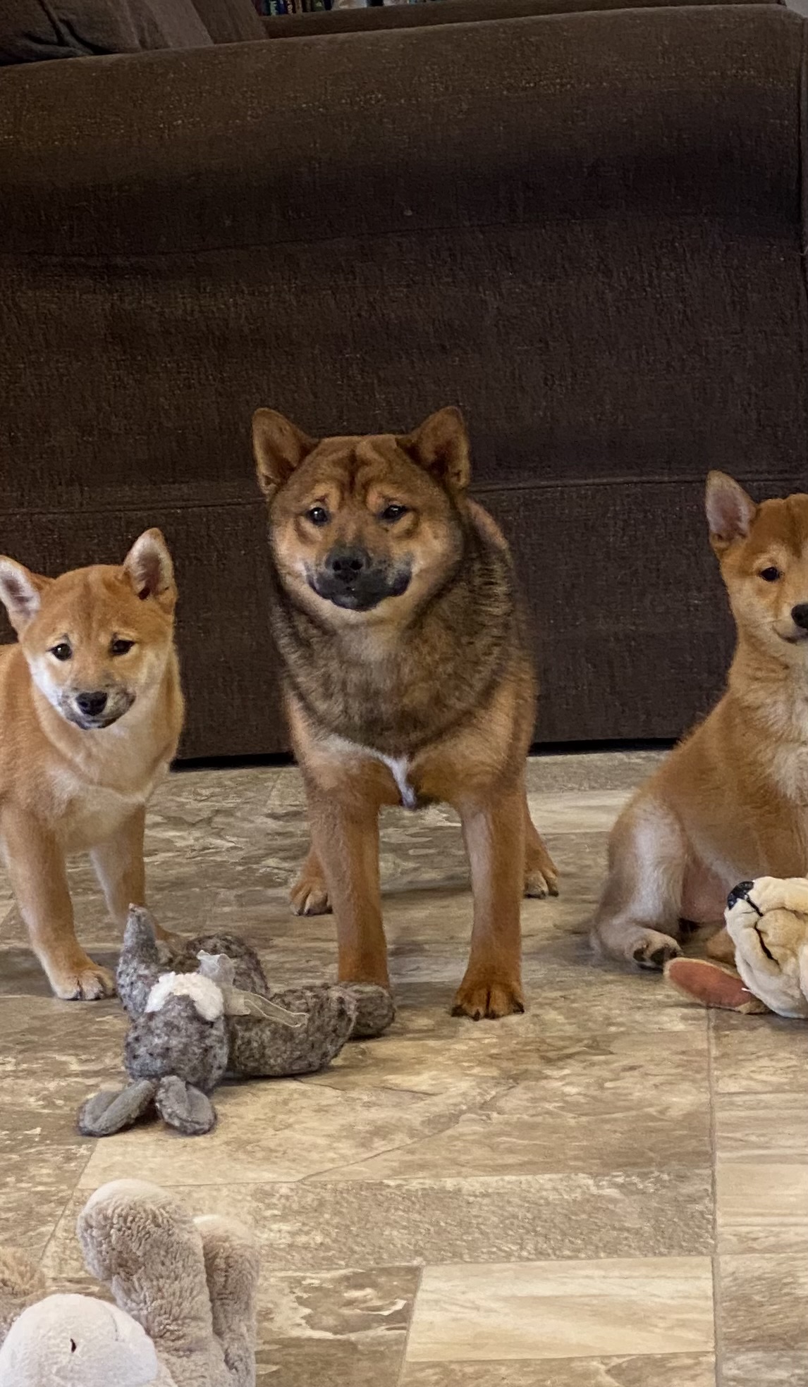 puppy, for, sale, Shiba Inu, Curtis  Martin, dog, breeder, Seneca Falls, NY, dog-breeder, puppy-for-sale, forsale, nearby, find, puppyfind, locator, puppylocator, aca