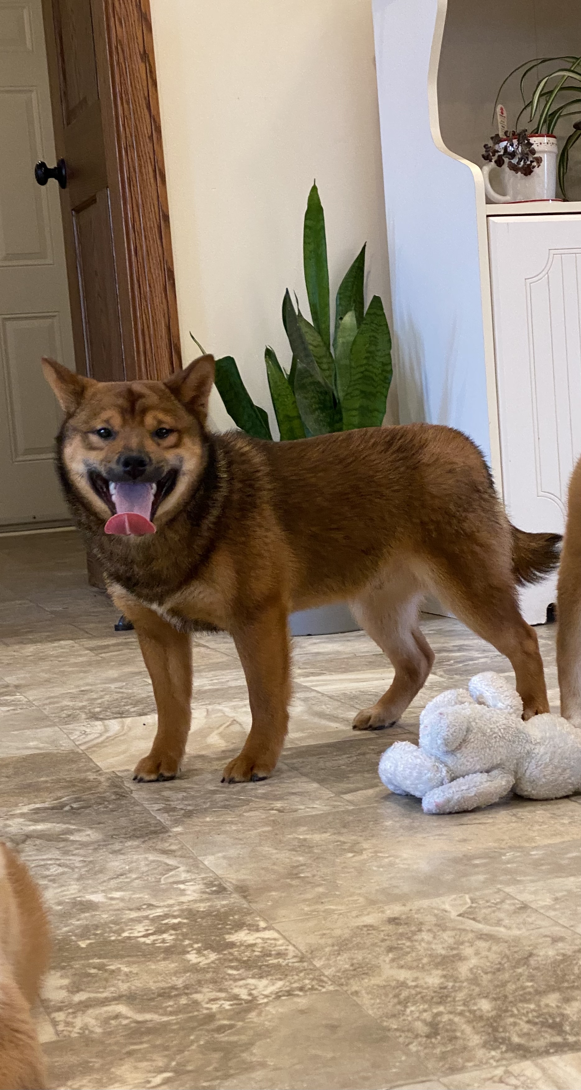 puppy, for, sale, Shiba Inu, Curtis  Martin, dog, breeder, Seneca Falls, NY, dog-breeder, puppy-for-sale, forsale, nearby, find, puppyfind, locator, puppylocator, aca