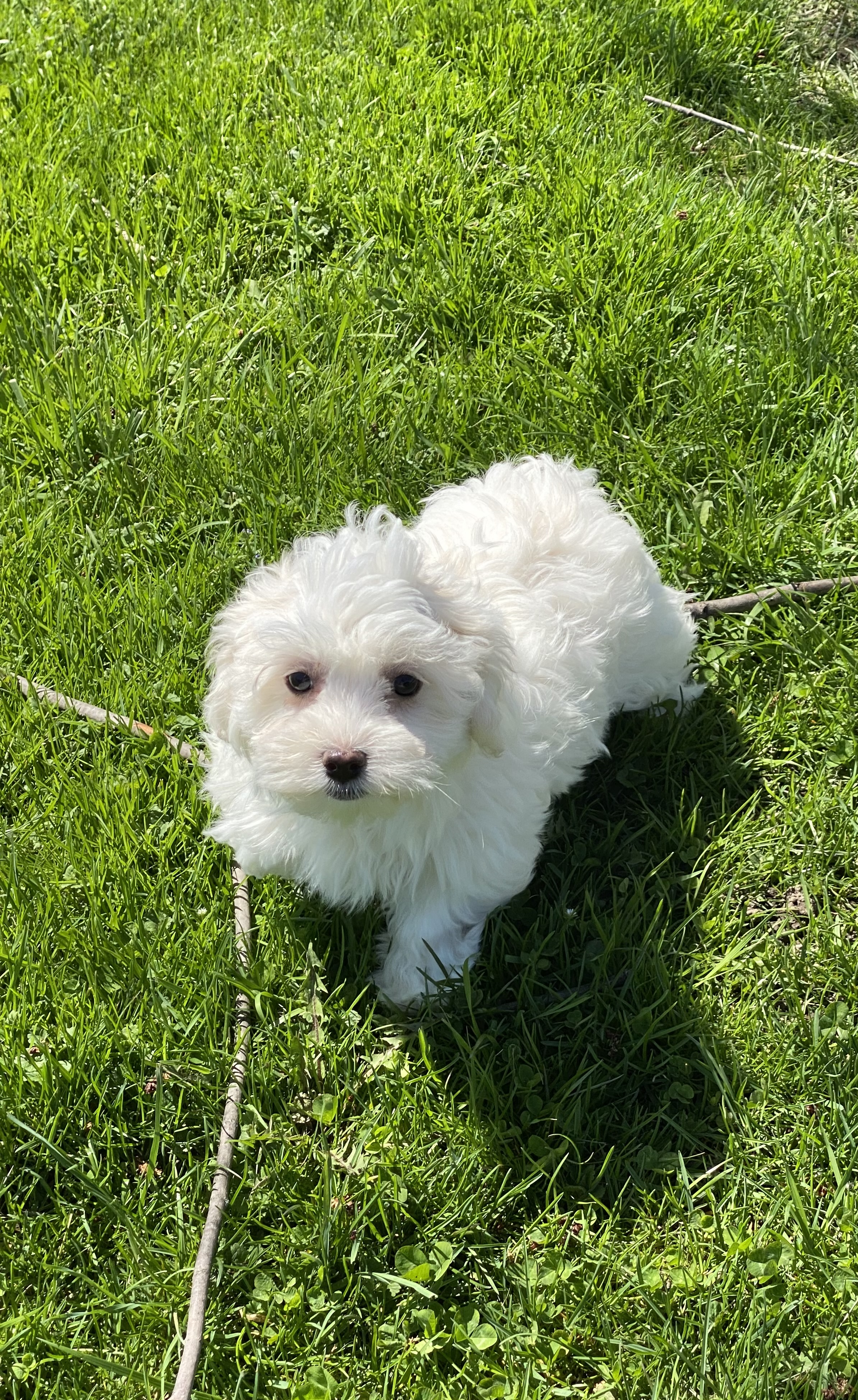 puppy, for, sale, Malti Poo, Curtis  Martin, dog, breeder, Seneca Falls, NY, dog-breeder, puppy-for-sale, forsale, nearby, find, puppyfind, locator, puppylocator, aca
