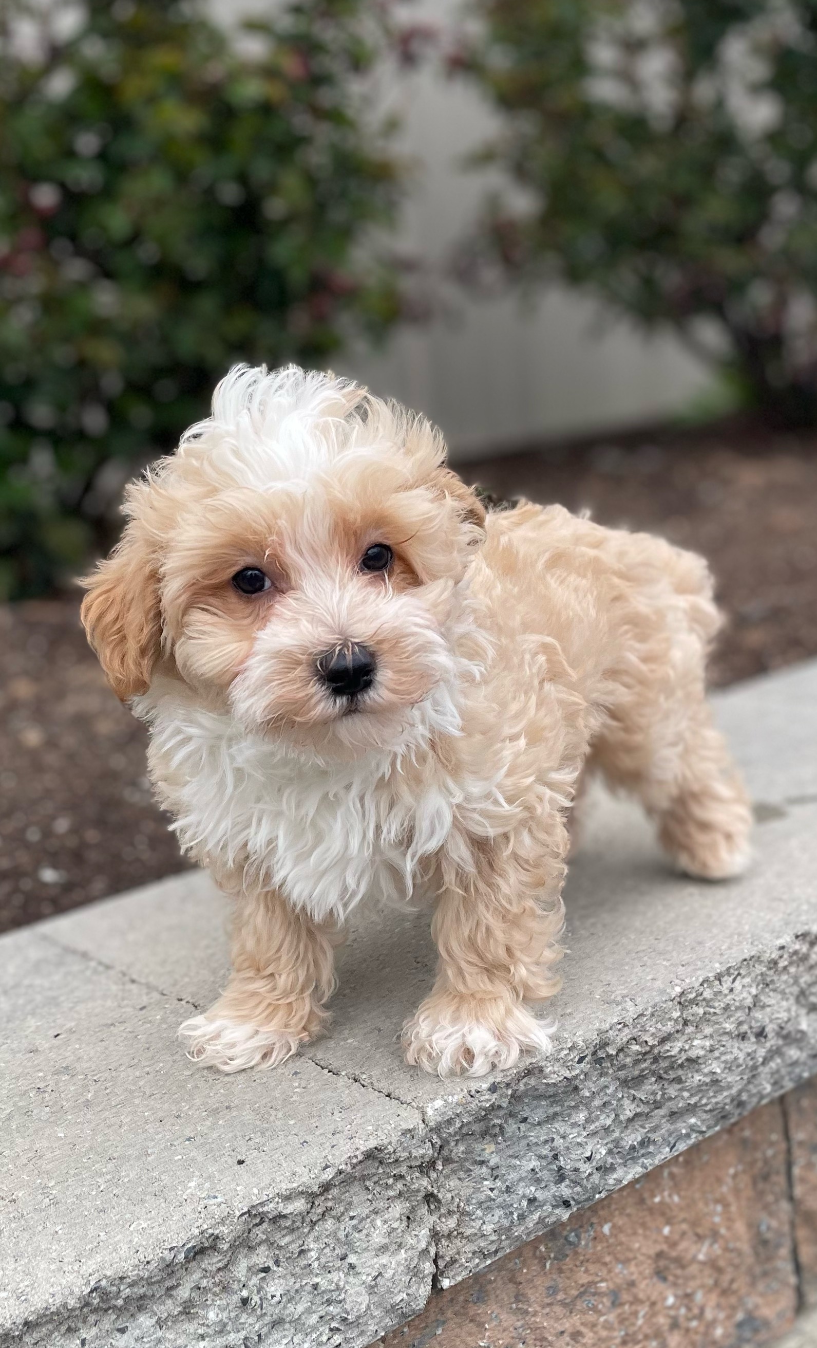 puppy, for, sale, Malti Poo, Curtis  Martin, dog, breeder, Seneca Falls, NY, dog-breeder, puppy-for-sale, forsale, nearby, find, puppyfind, locator, puppylocator, aca