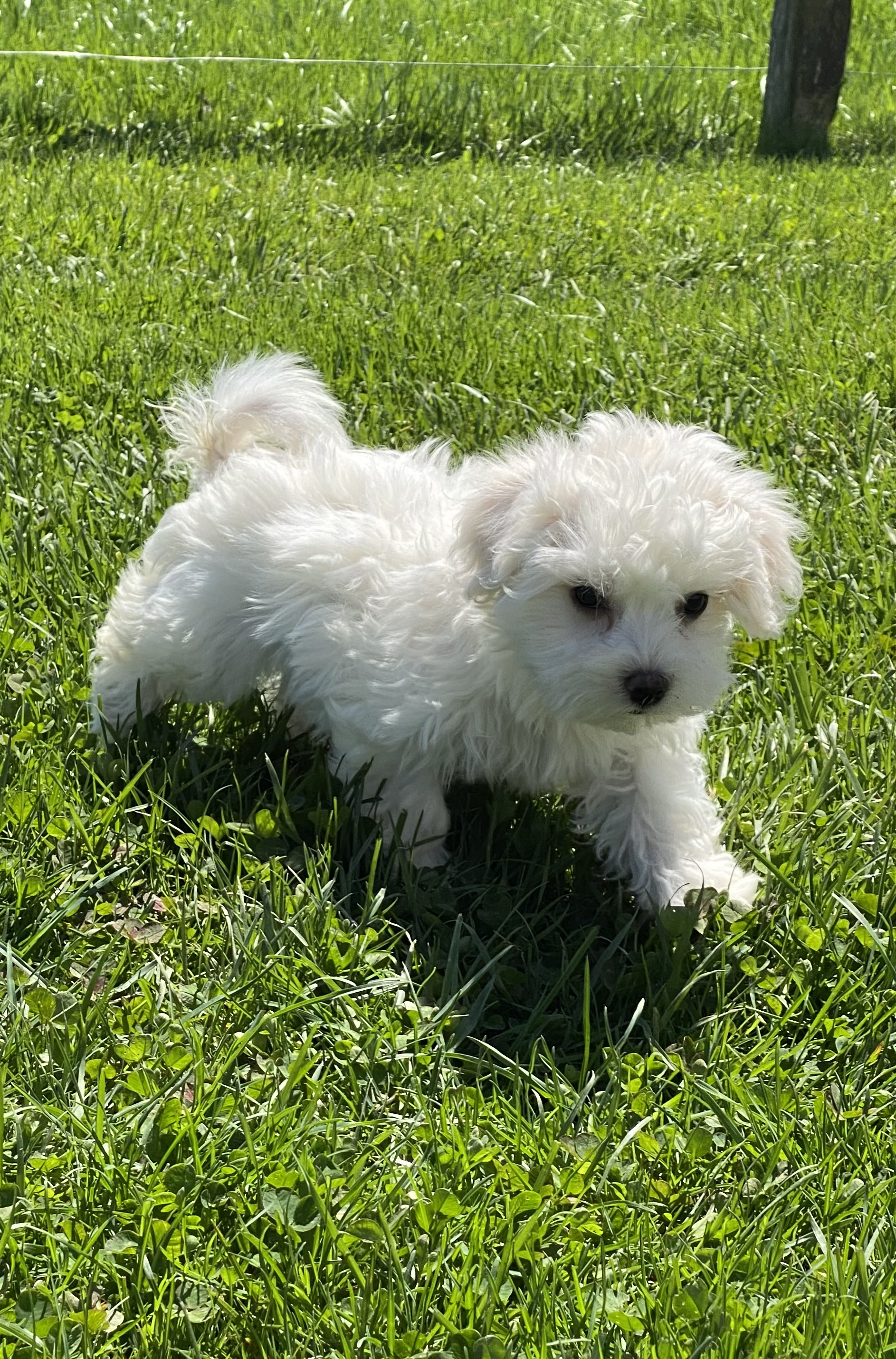 puppy, for, sale, Malti Poo, Curtis  Martin, dog, breeder, Seneca Falls, NY, dog-breeder, puppy-for-sale, forsale, nearby, find, puppyfind, locator, puppylocator, aca