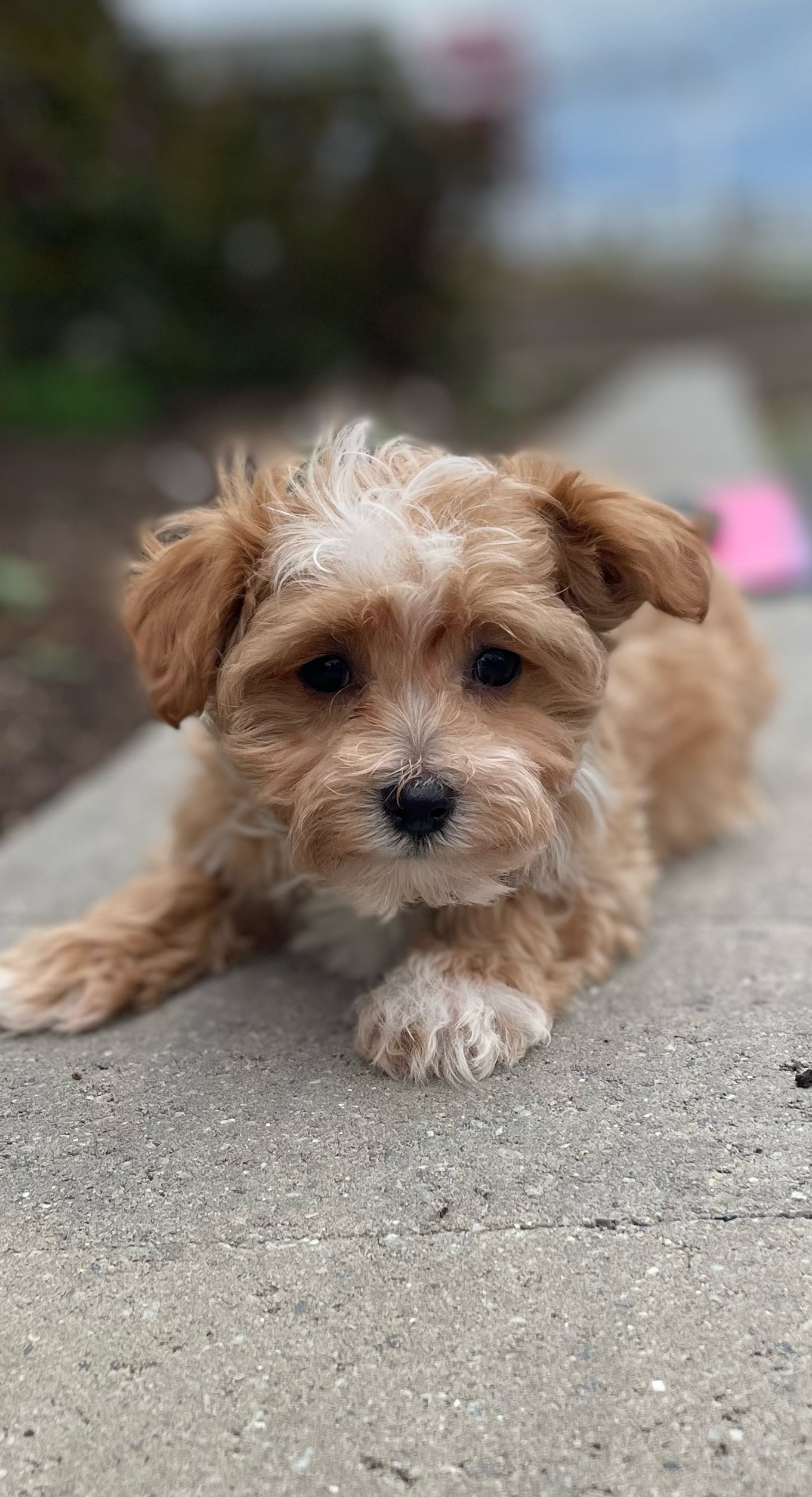 puppy, for, sale, Malti Poo, Curtis  Martin, dog, breeder, Seneca Falls, NY, dog-breeder, puppy-for-sale, forsale, nearby, find, puppyfind, locator, puppylocator, aca