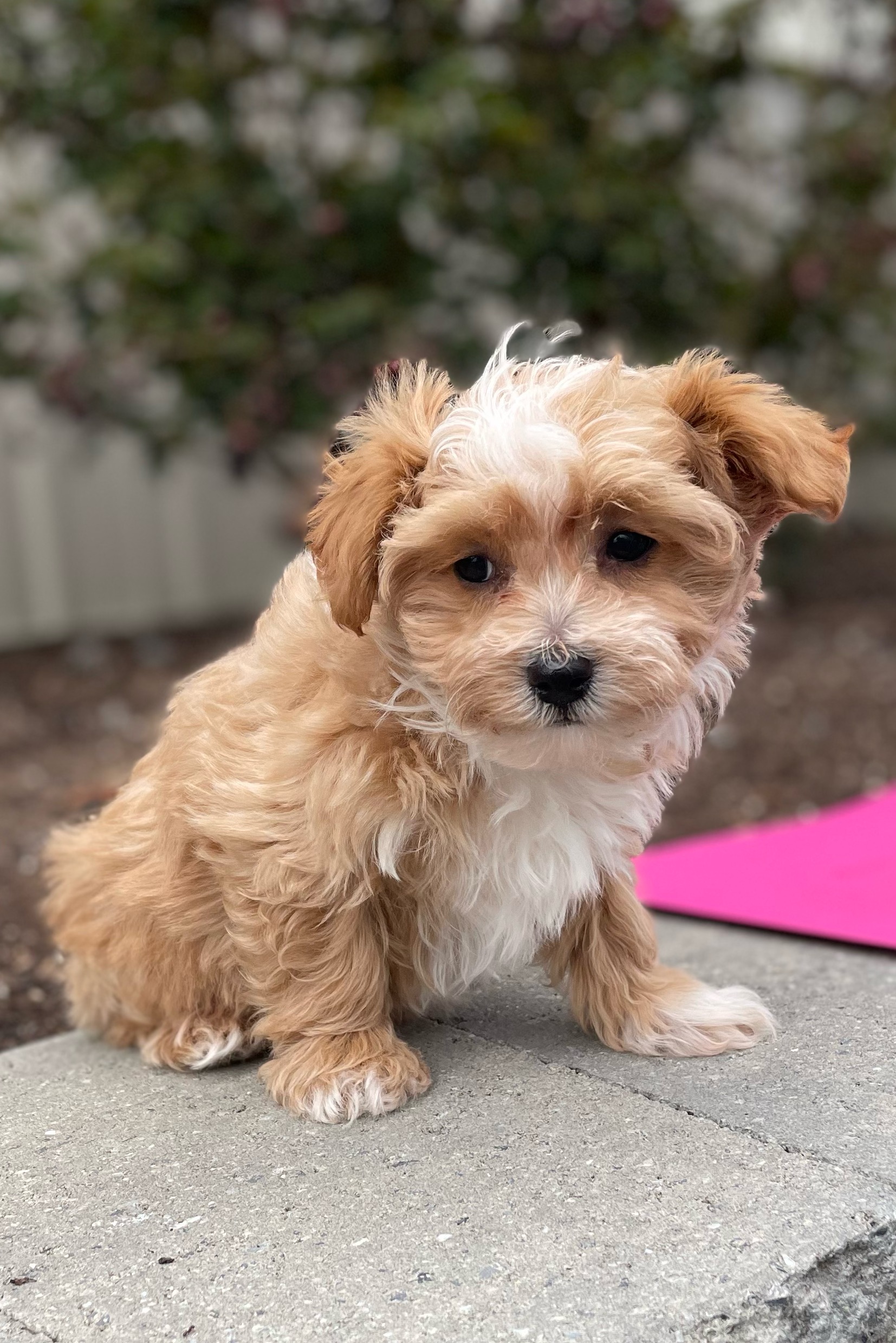 puppy, for, sale, Malti Poo, Curtis  Martin, dog, breeder, Seneca Falls, NY, dog-breeder, puppy-for-sale, forsale, nearby, find, puppyfind, locator, puppylocator, aca