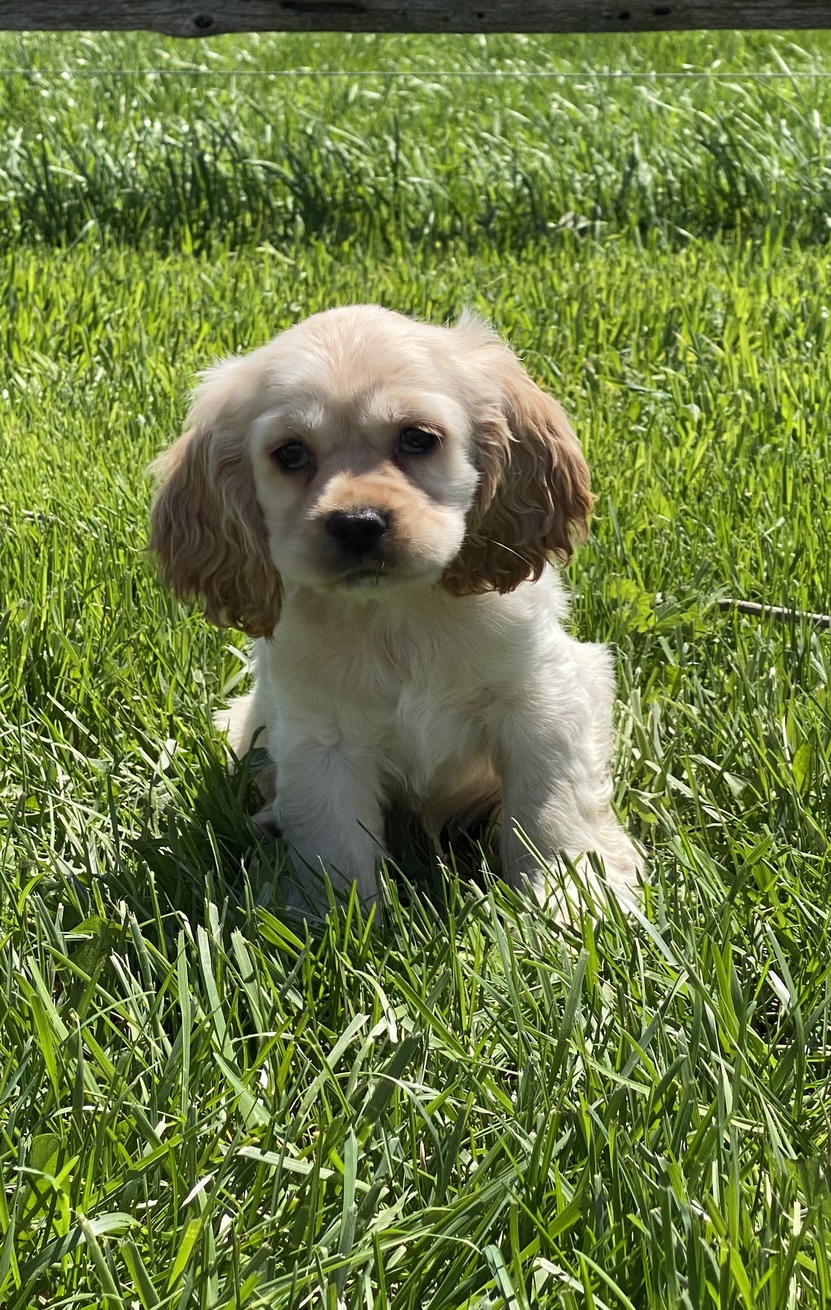 puppy, for, sale, Malti Poo, Curtis  Martin, dog, breeder, Seneca Falls, NY, dog-breeder, puppy-for-sale, forsale, nearby, find, puppyfind, locator, puppylocator, aca