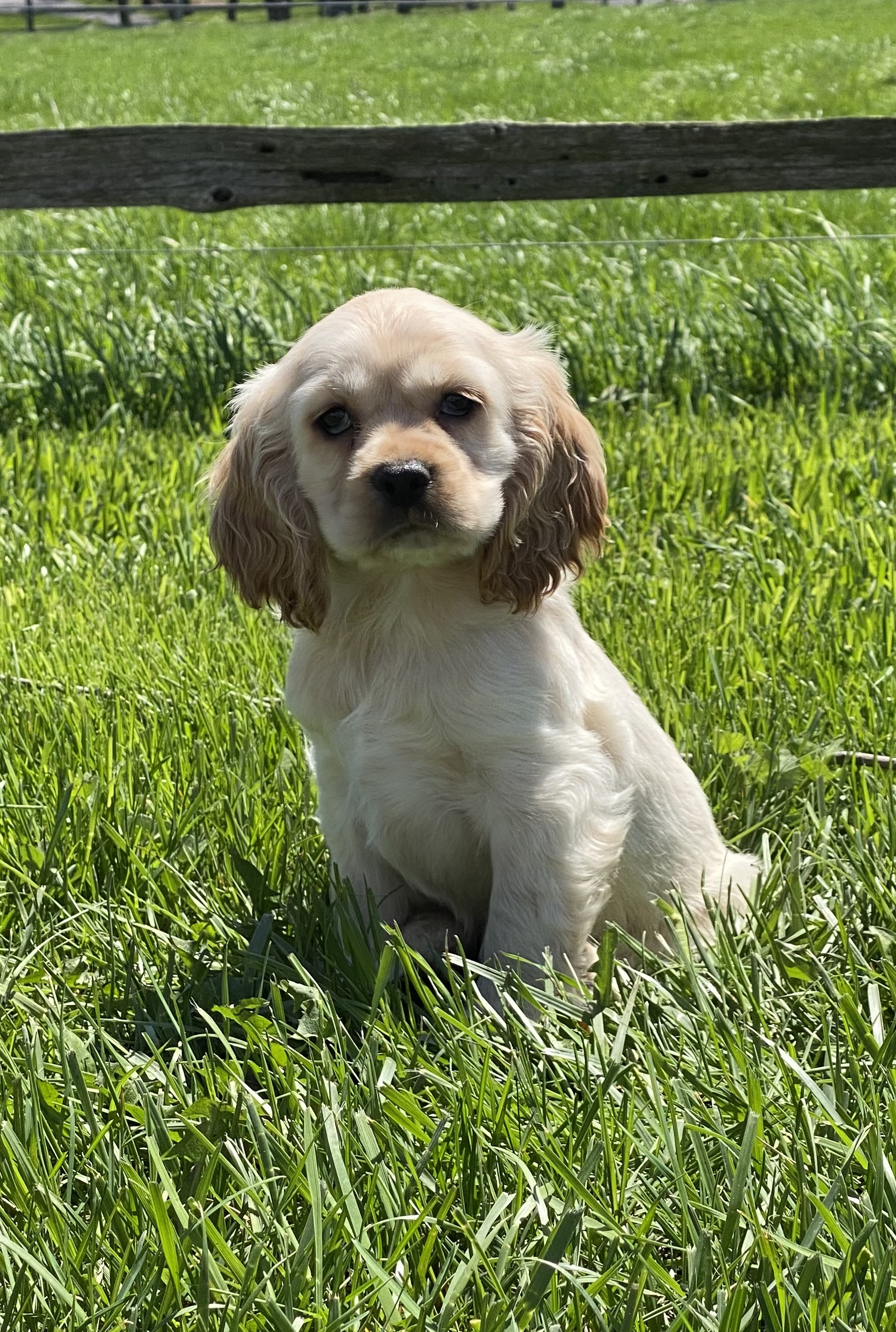 puppy, for, sale, Malti Poo, Curtis  Martin, dog, breeder, Seneca Falls, NY, dog-breeder, puppy-for-sale, forsale, nearby, find, puppyfind, locator, puppylocator, aca