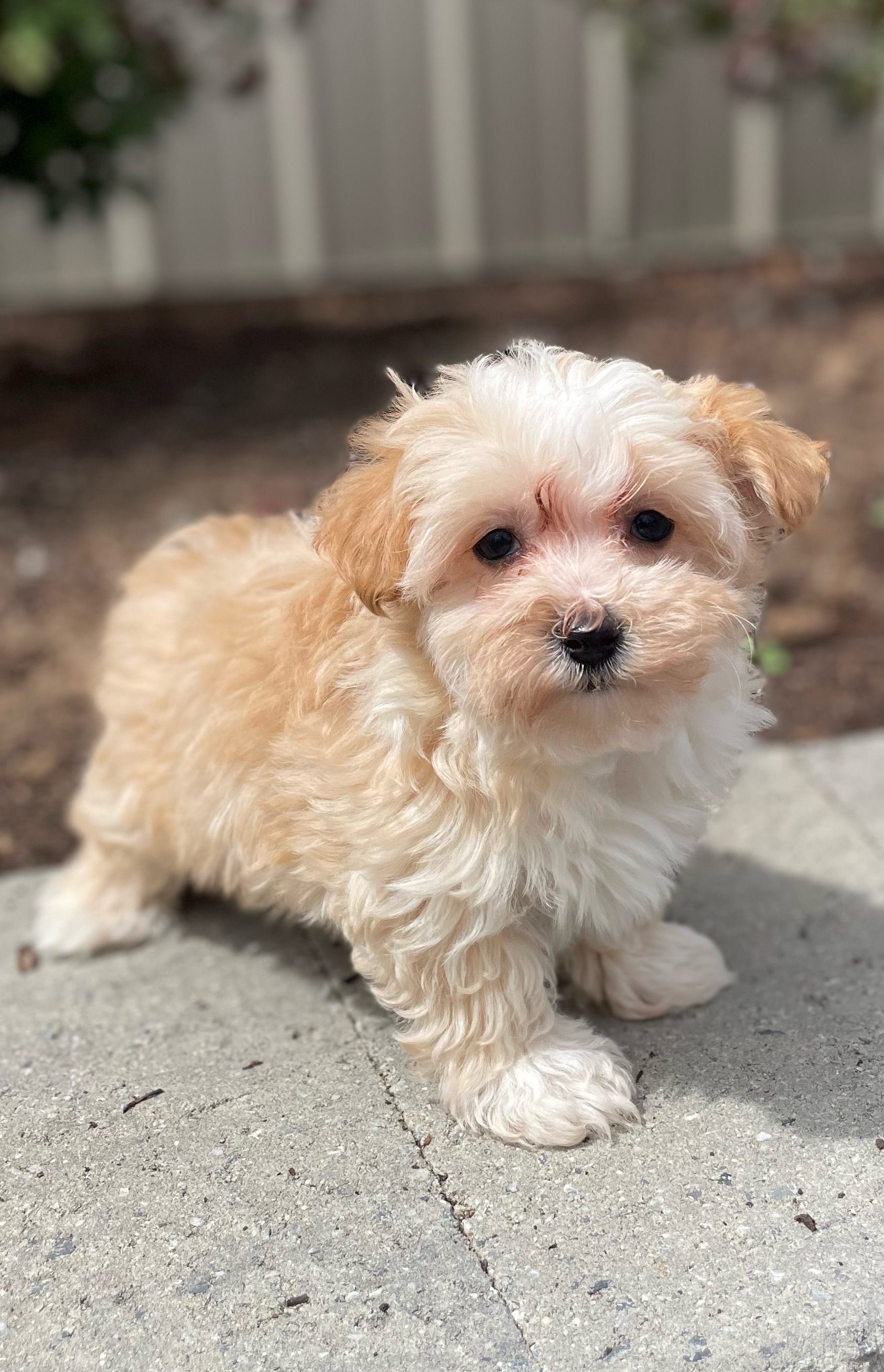 puppy, for, sale, Malti Poo, Curtis  Martin, dog, breeder, Seneca Falls, NY, dog-breeder, puppy-for-sale, forsale, nearby, find, puppyfind, locator, puppylocator, aca