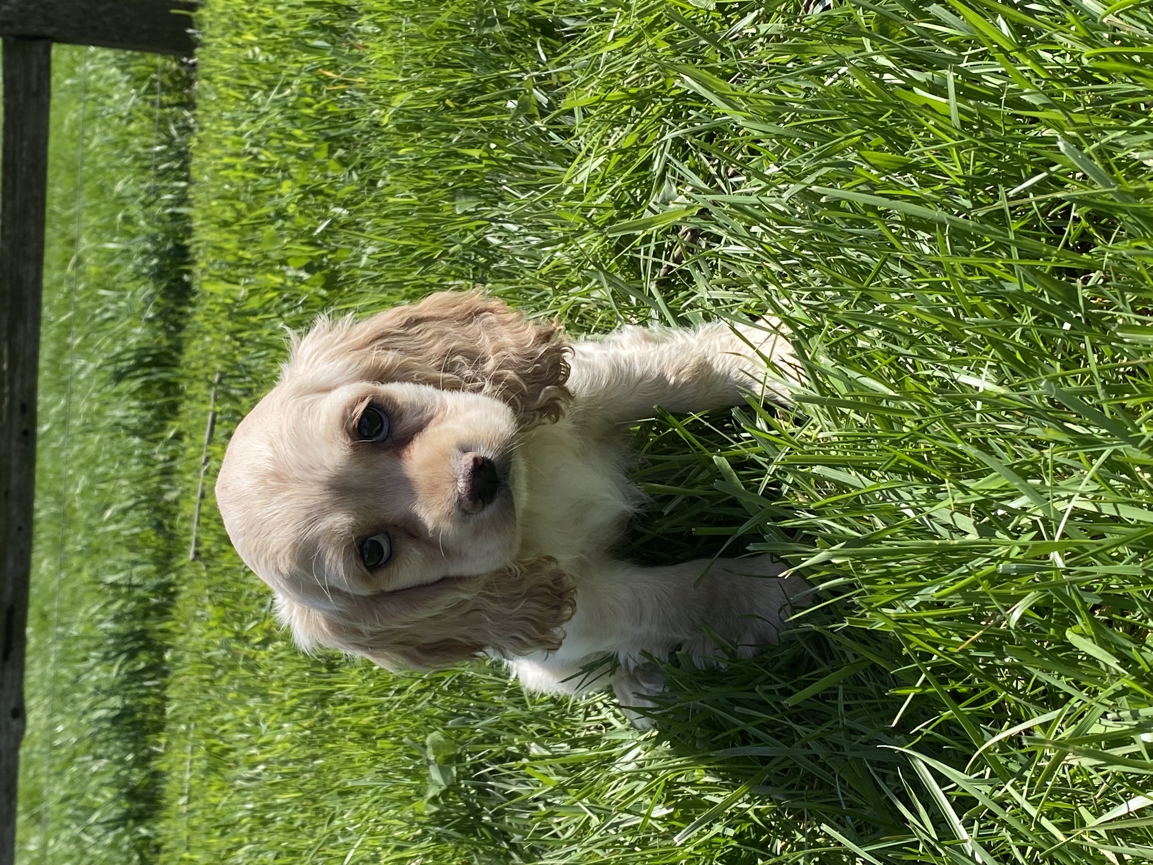 puppy, for, sale, Cocker Spaniel, Curtis  Martin, dog, breeder, Seneca Falls, NY, dog-breeder, puppy-for-sale, forsale, nearby, find, puppyfind, locator, puppylocator, aca