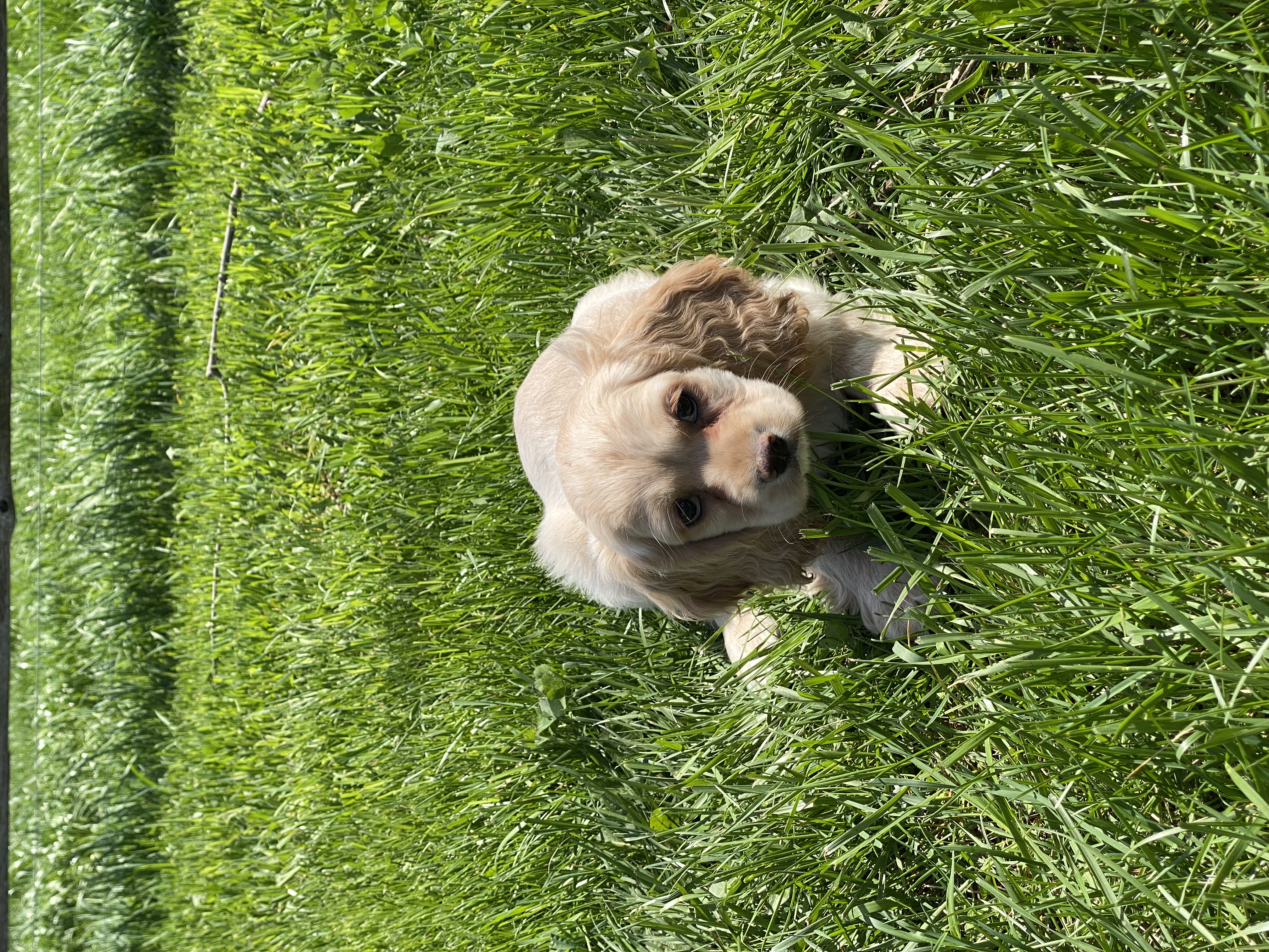 puppy, for, sale, Cocker Spaniel, Curtis  Martin, dog, breeder, Seneca Falls, NY, dog-breeder, puppy-for-sale, forsale, nearby, find, puppyfind, locator, puppylocator, aca
