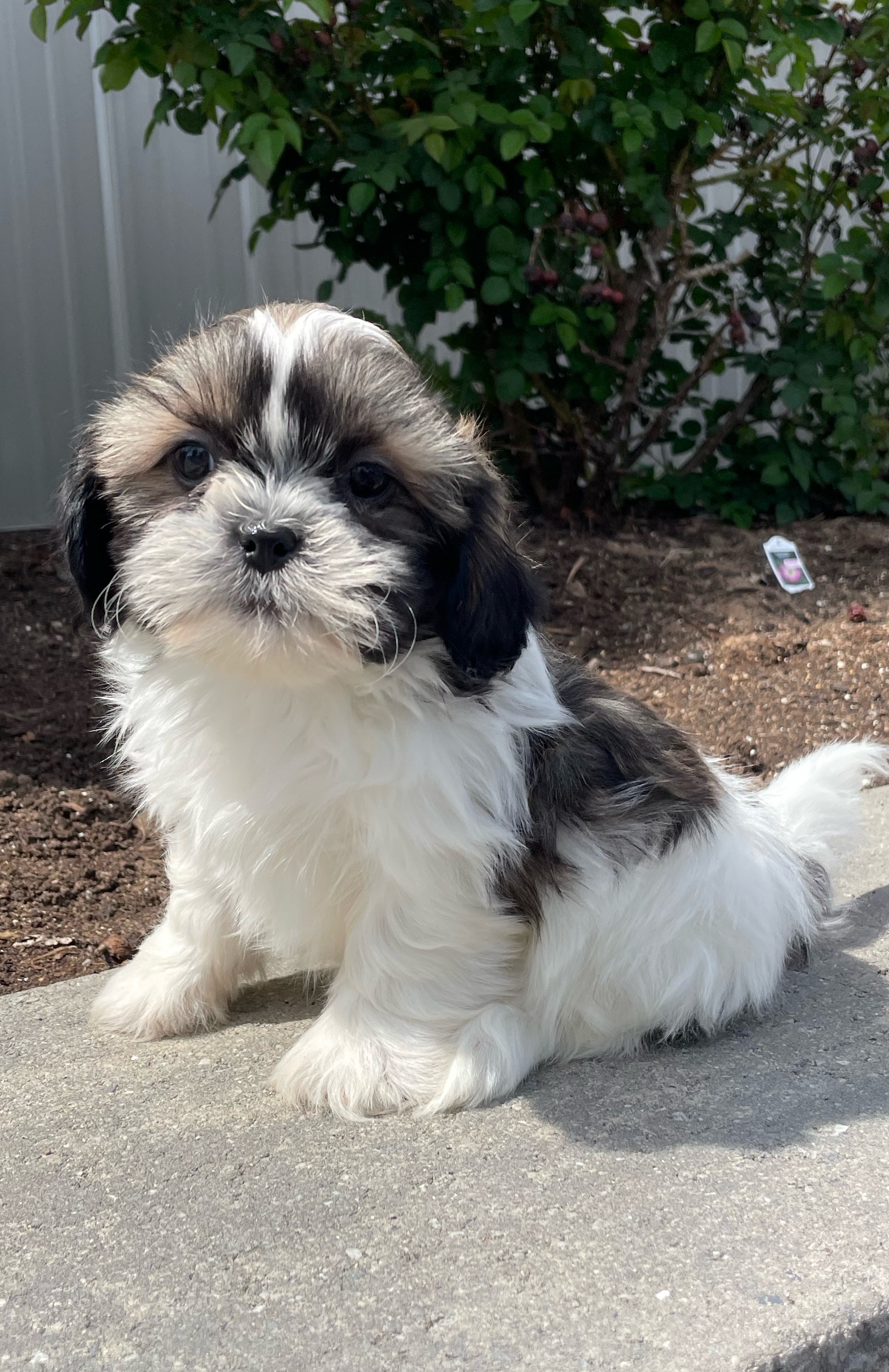 puppy, for, sale, Shih Tzu, Curtis  Martin, dog, breeder, Seneca Falls, NY, dog-breeder, puppy-for-sale, forsale, nearby, find, puppyfind, locator, puppylocator, aca