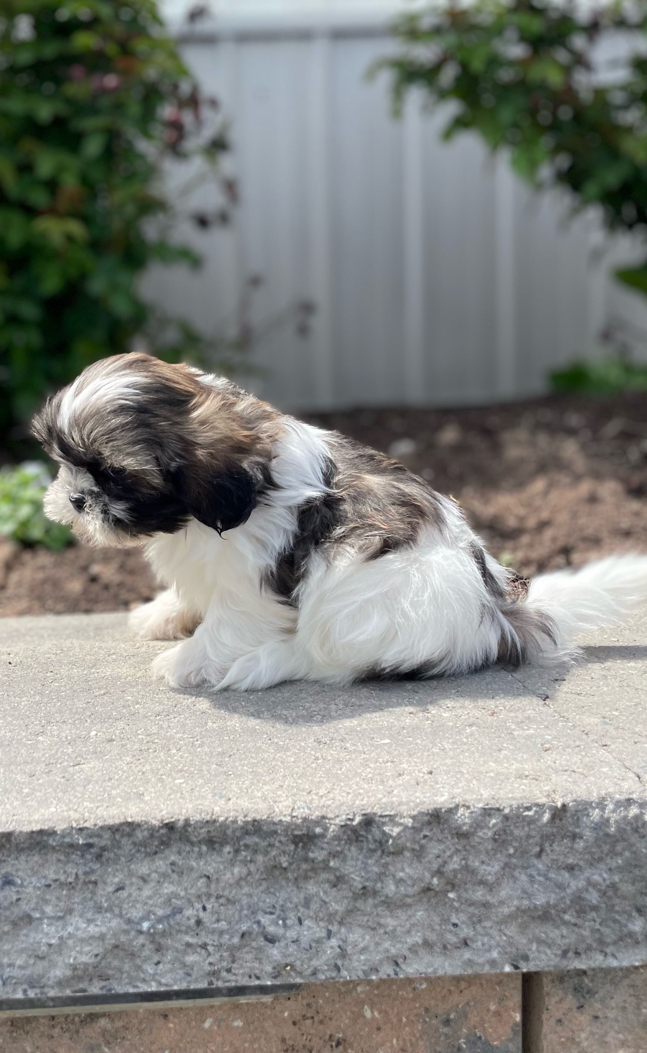 puppy, for, sale, Shih Tzu, Curtis  Martin, dog, breeder, Seneca Falls, NY, dog-breeder, puppy-for-sale, forsale, nearby, find, puppyfind, locator, puppylocator, aca