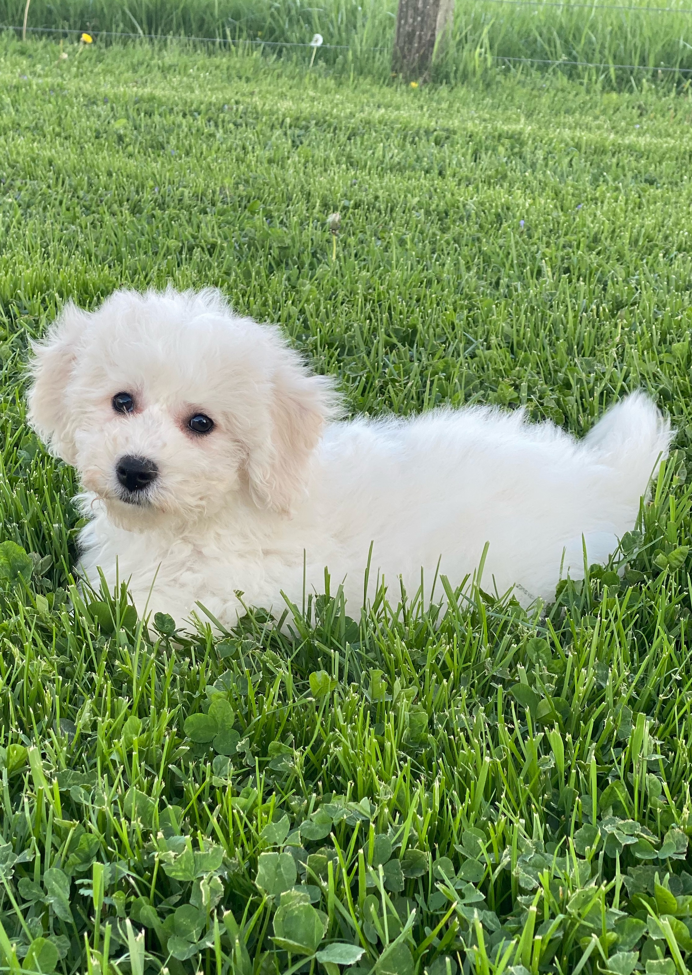 puppy, for, sale, Shih Tzu, Curtis  Martin, dog, breeder, Seneca Falls, NY, dog-breeder, puppy-for-sale, forsale, nearby, find, puppyfind, locator, puppylocator, aca