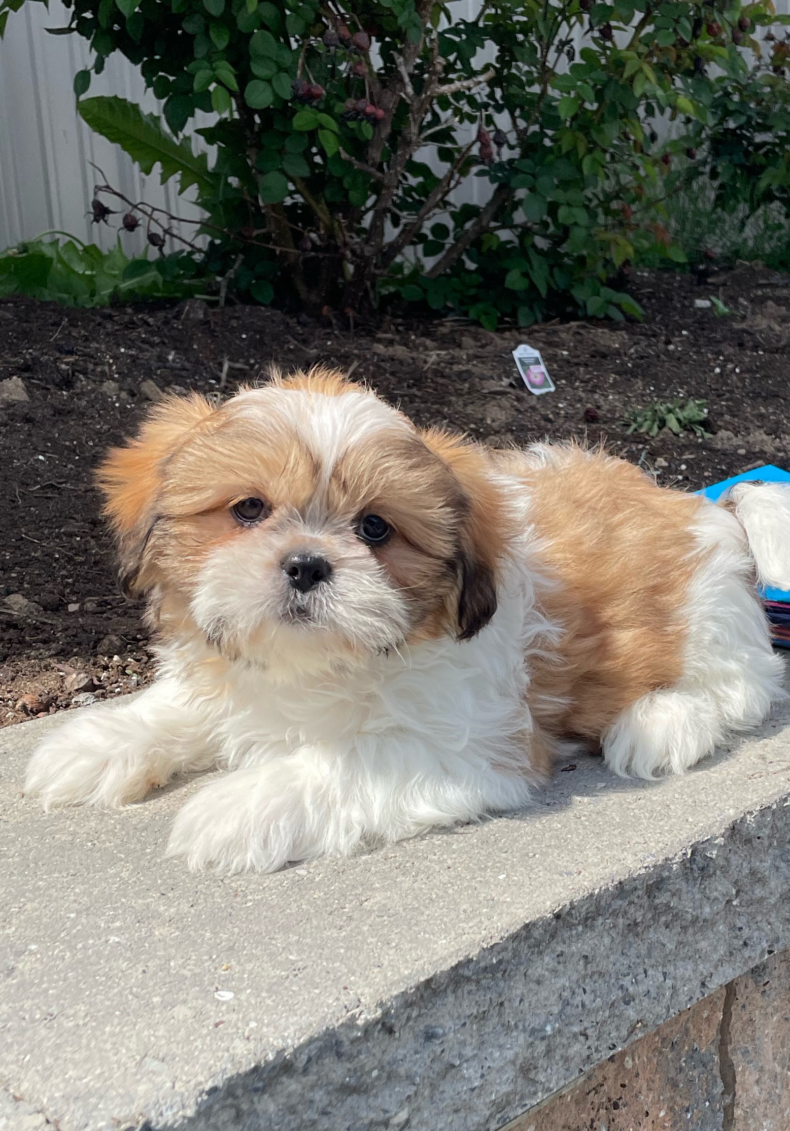 puppy, for, sale, Shih Tzu, Curtis  Martin, dog, breeder, Seneca Falls, NY, dog-breeder, puppy-for-sale, forsale, nearby, find, puppyfind, locator, puppylocator, aca