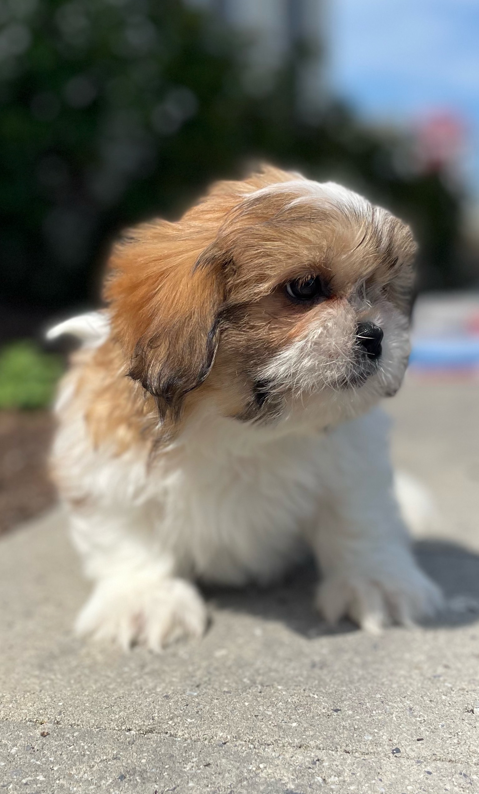 puppy, for, sale, Shih Tzu, Curtis  Martin, dog, breeder, Seneca Falls, NY, dog-breeder, puppy-for-sale, forsale, nearby, find, puppyfind, locator, puppylocator, aca