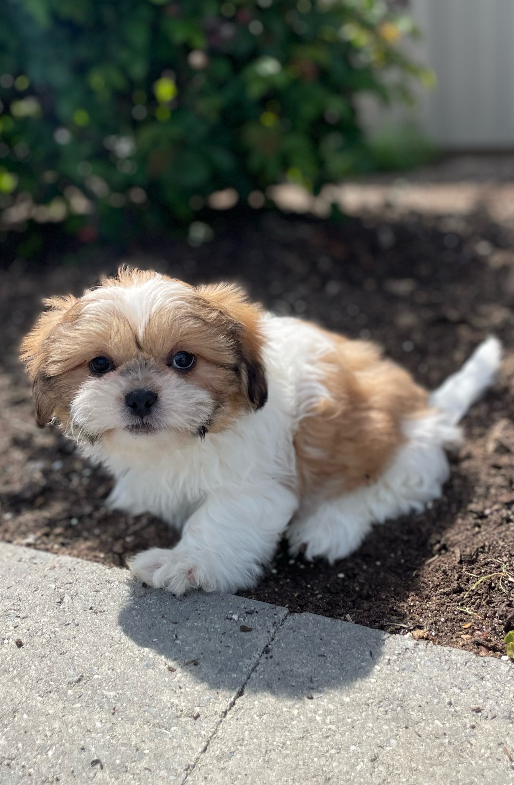 puppy, for, sale, Shih Tzu, Curtis  Martin, dog, breeder, Seneca Falls, NY, dog-breeder, puppy-for-sale, forsale, nearby, find, puppyfind, locator, puppylocator, aca