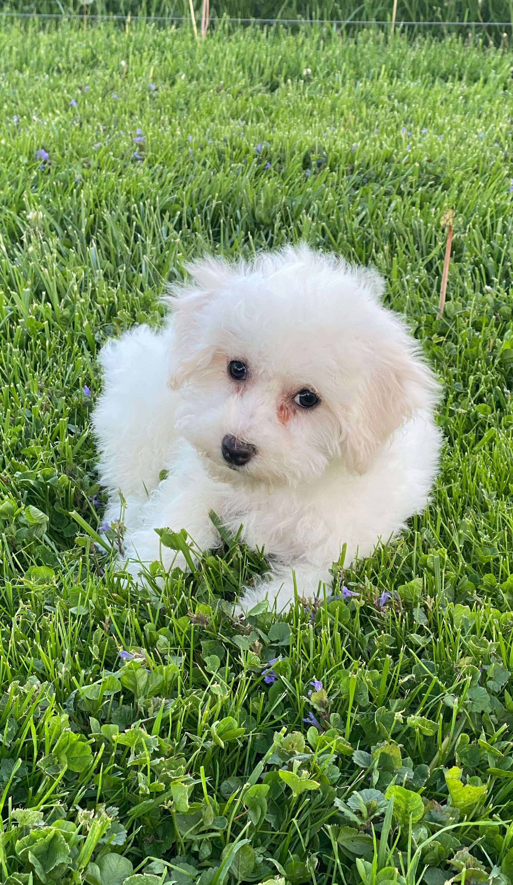puppy, for, sale, Shih Tzu, Curtis  Martin, dog, breeder, Seneca Falls, NY, dog-breeder, puppy-for-sale, forsale, nearby, find, puppyfind, locator, puppylocator, aca