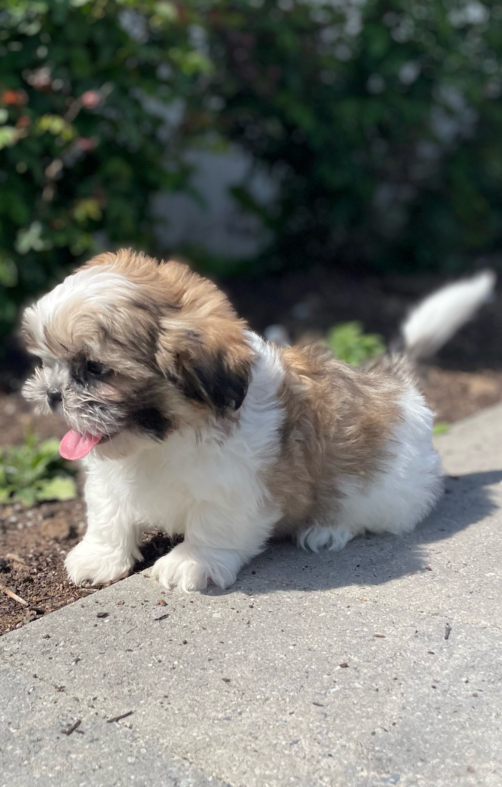 puppy, for, sale, Shih Tzu, Curtis  Martin, dog, breeder, Seneca Falls, NY, dog-breeder, puppy-for-sale, forsale, nearby, find, puppyfind, locator, puppylocator, aca
