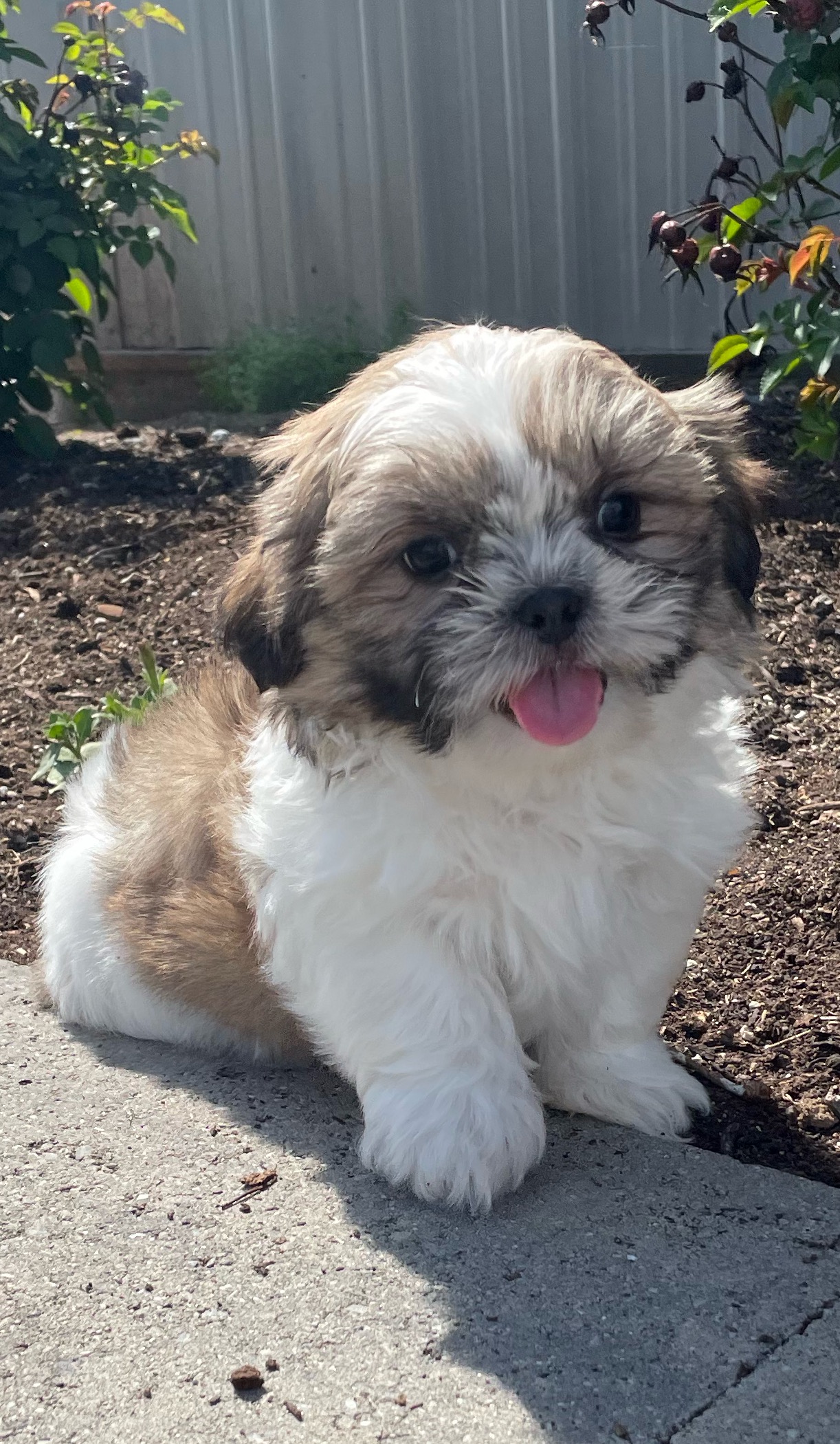 puppy, for, sale, Shih Tzu, Curtis  Martin, dog, breeder, Seneca Falls, NY, dog-breeder, puppy-for-sale, forsale, nearby, find, puppyfind, locator, puppylocator, aca