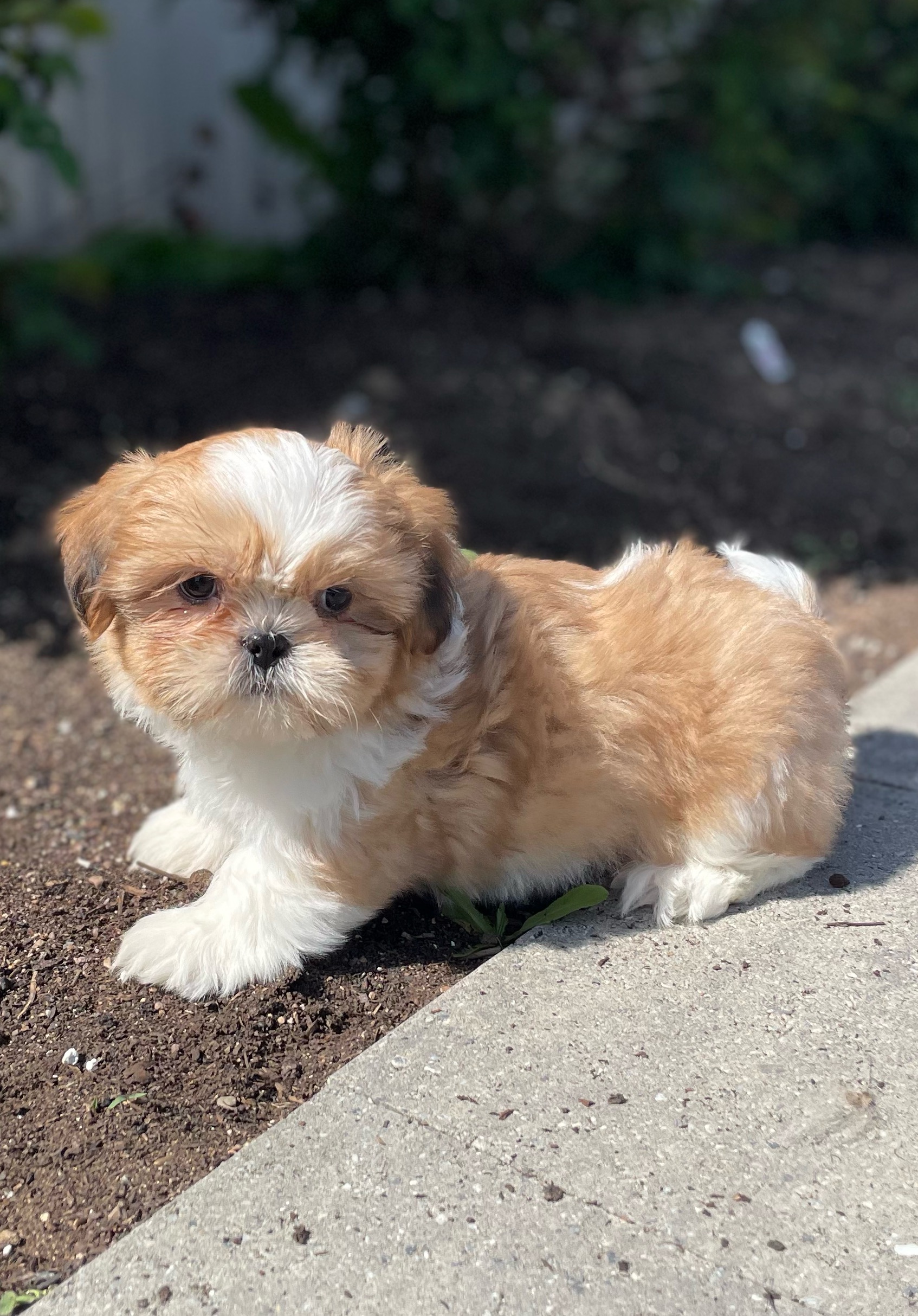 puppy, for, sale, Shih Tzu, Curtis  Martin, dog, breeder, Seneca Falls, NY, dog-breeder, puppy-for-sale, forsale, nearby, find, puppyfind, locator, puppylocator, aca