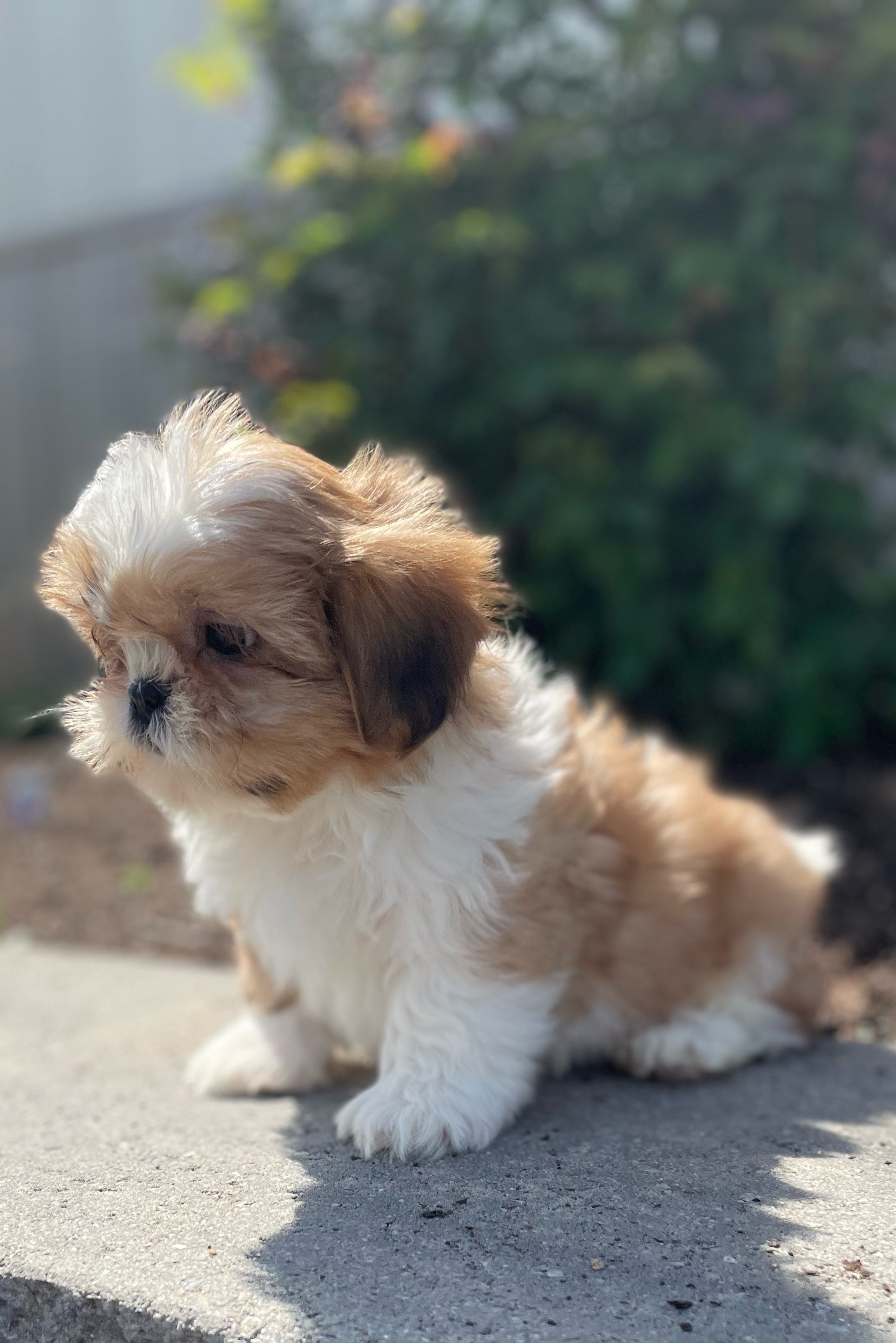 puppy, for, sale, Shih Tzu, Curtis  Martin, dog, breeder, Seneca Falls, NY, dog-breeder, puppy-for-sale, forsale, nearby, find, puppyfind, locator, puppylocator, aca