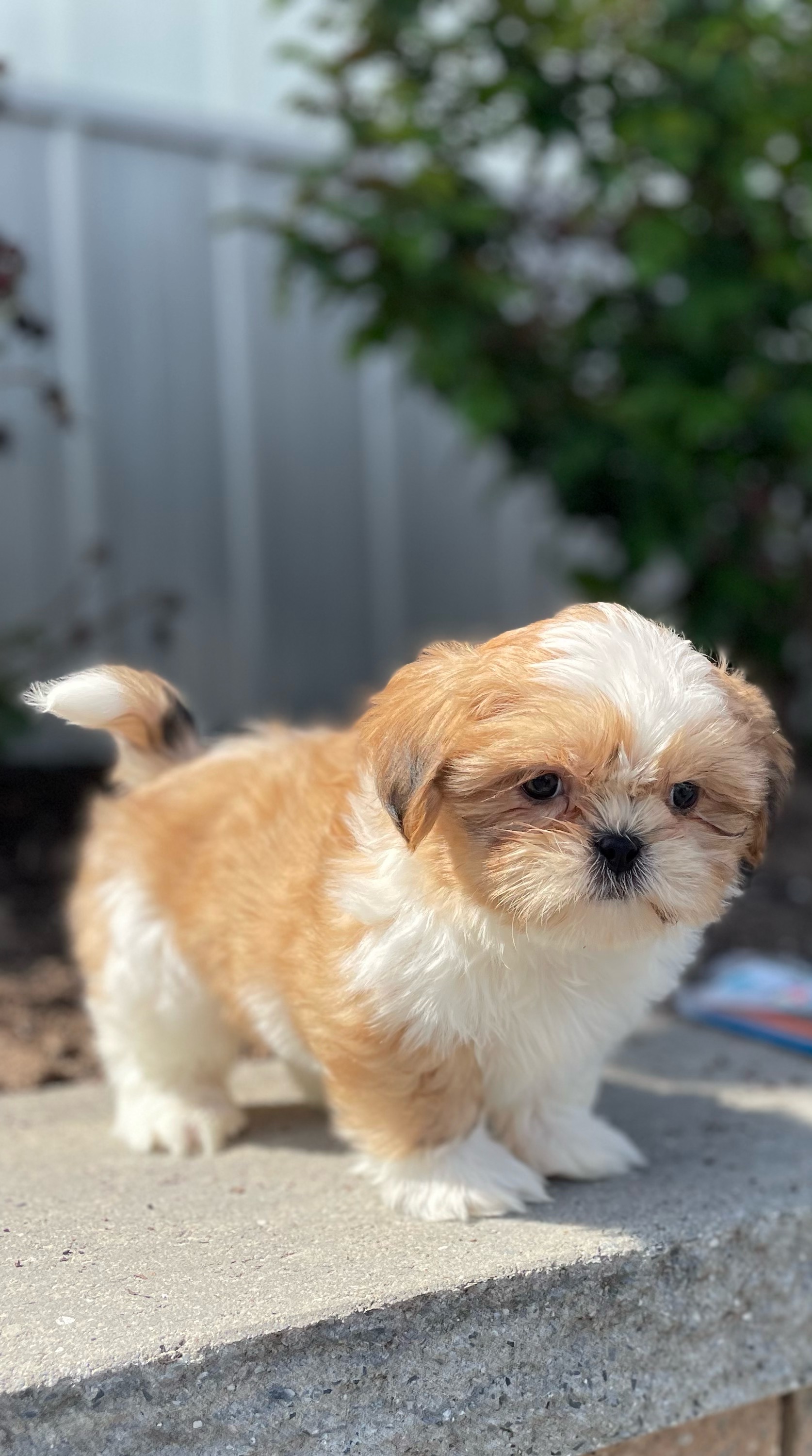 puppy, for, sale, Shih Tzu, Curtis  Martin, dog, breeder, Seneca Falls, NY, dog-breeder, puppy-for-sale, forsale, nearby, find, puppyfind, locator, puppylocator, aca