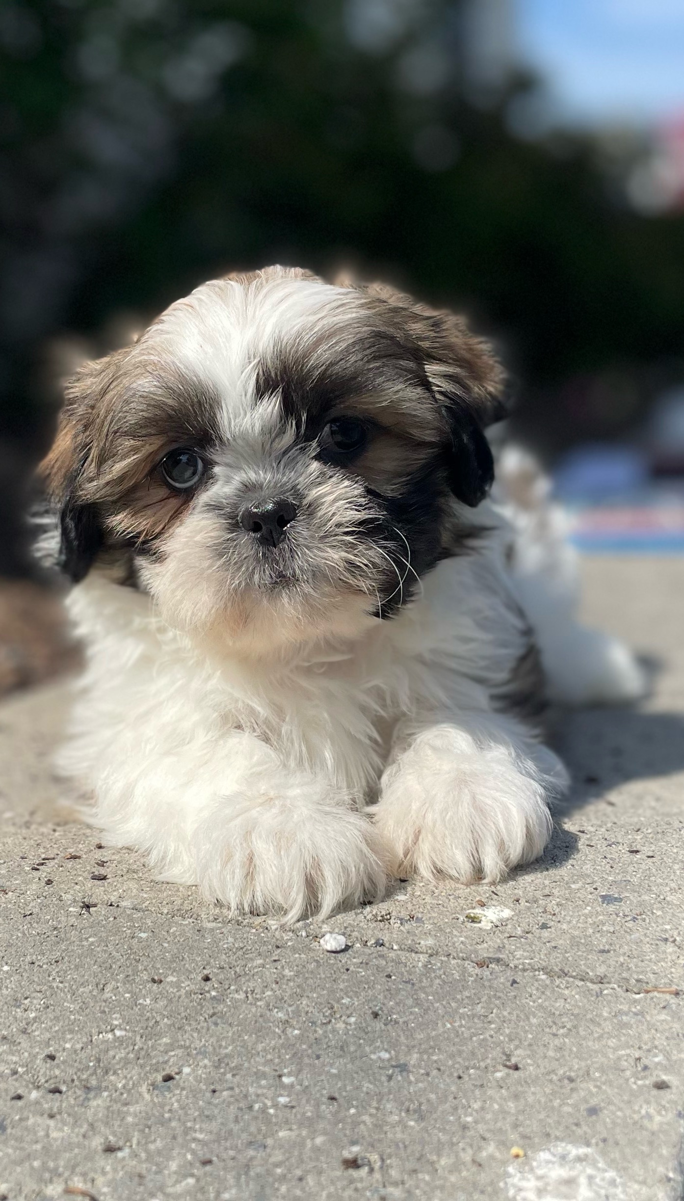 puppy, for, sale, Shih Tzu, Curtis  Martin, dog, breeder, Seneca Falls, NY, dog-breeder, puppy-for-sale, forsale, nearby, find, puppyfind, locator, puppylocator, aca