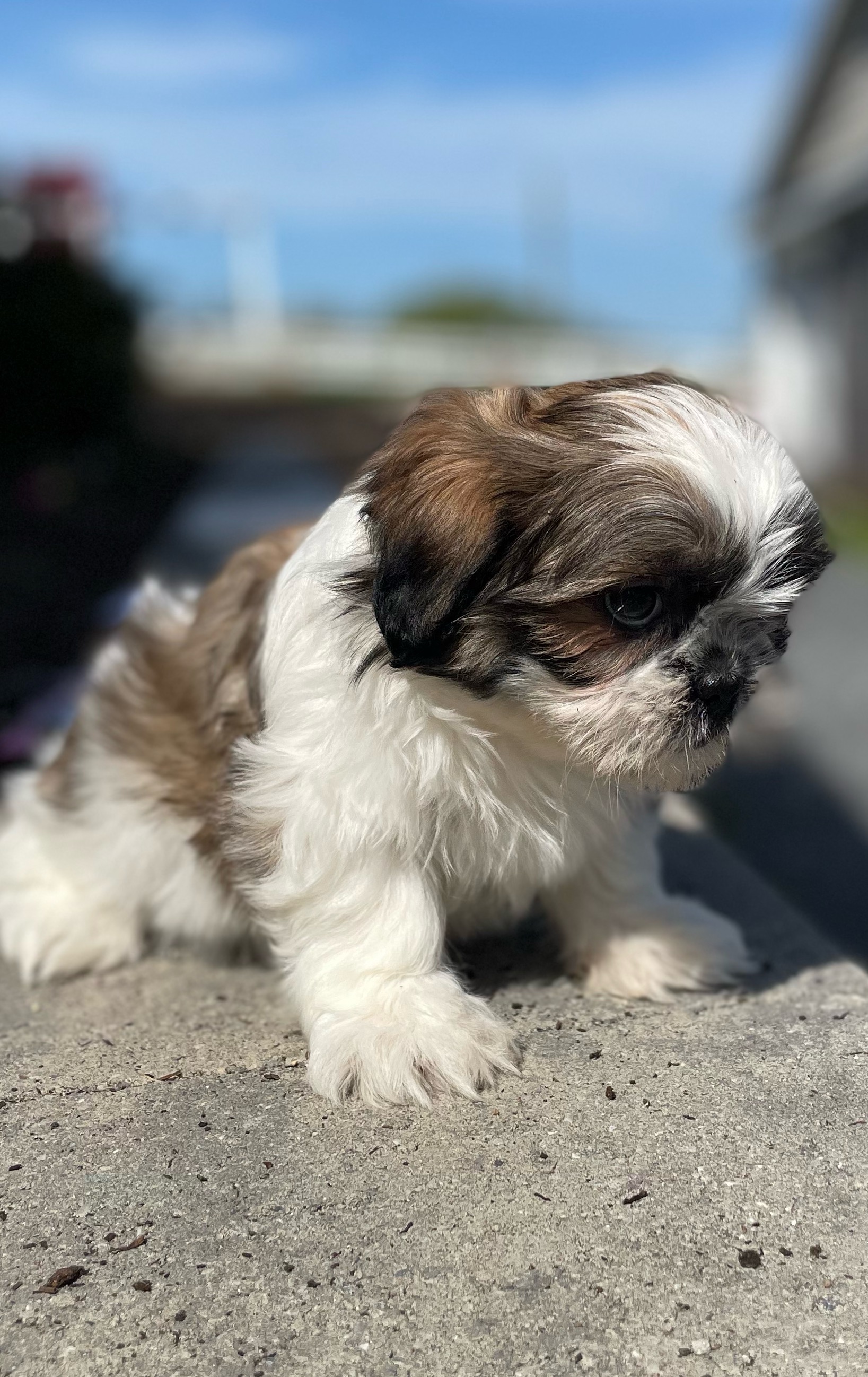 puppy, for, sale, Shih Tzu, Curtis  Martin, dog, breeder, Seneca Falls, NY, dog-breeder, puppy-for-sale, forsale, nearby, find, puppyfind, locator, puppylocator, aca