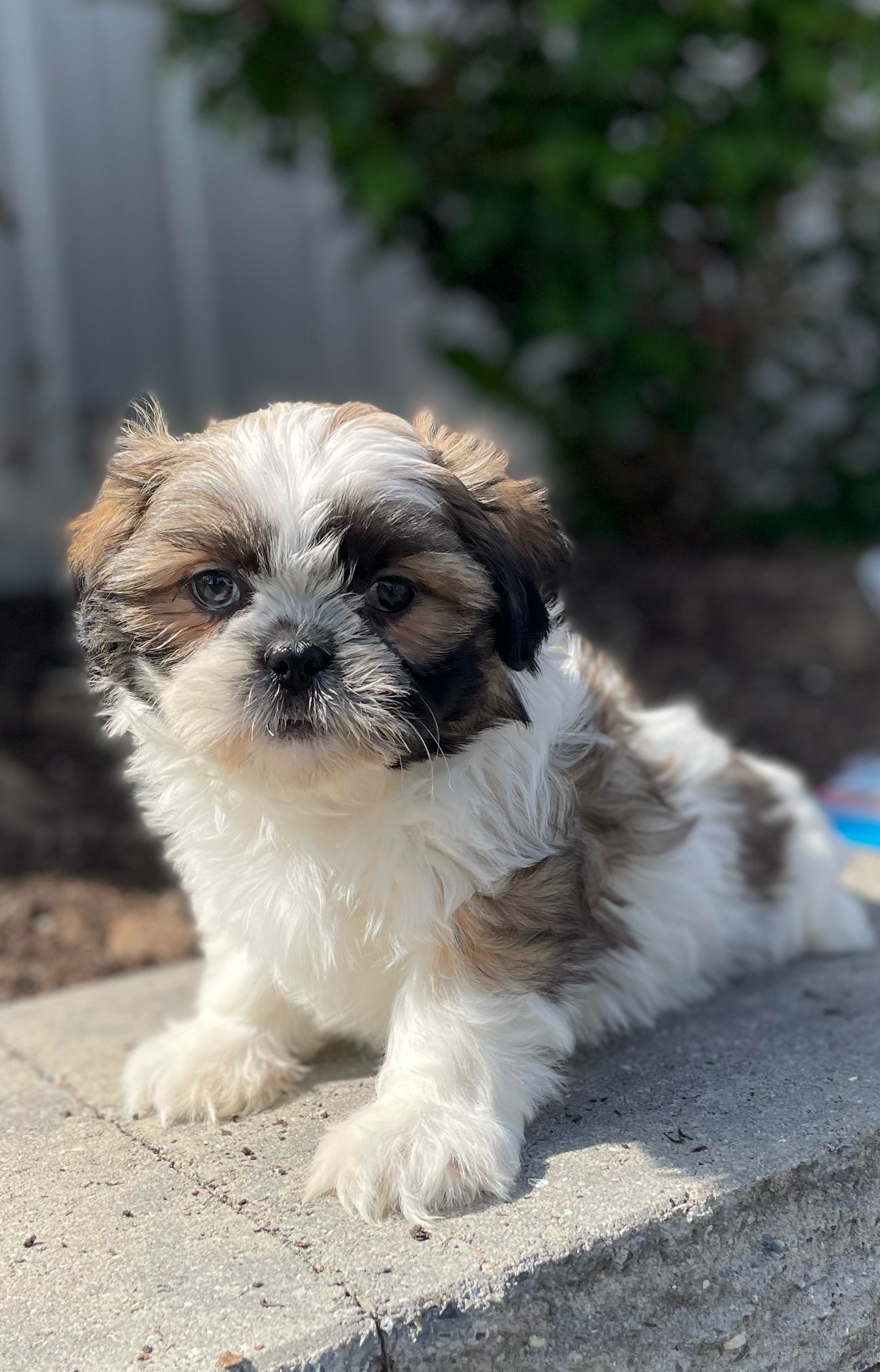 puppy, for, sale, Shih Tzu, Curtis  Martin, dog, breeder, Seneca Falls, NY, dog-breeder, puppy-for-sale, forsale, nearby, find, puppyfind, locator, puppylocator, aca