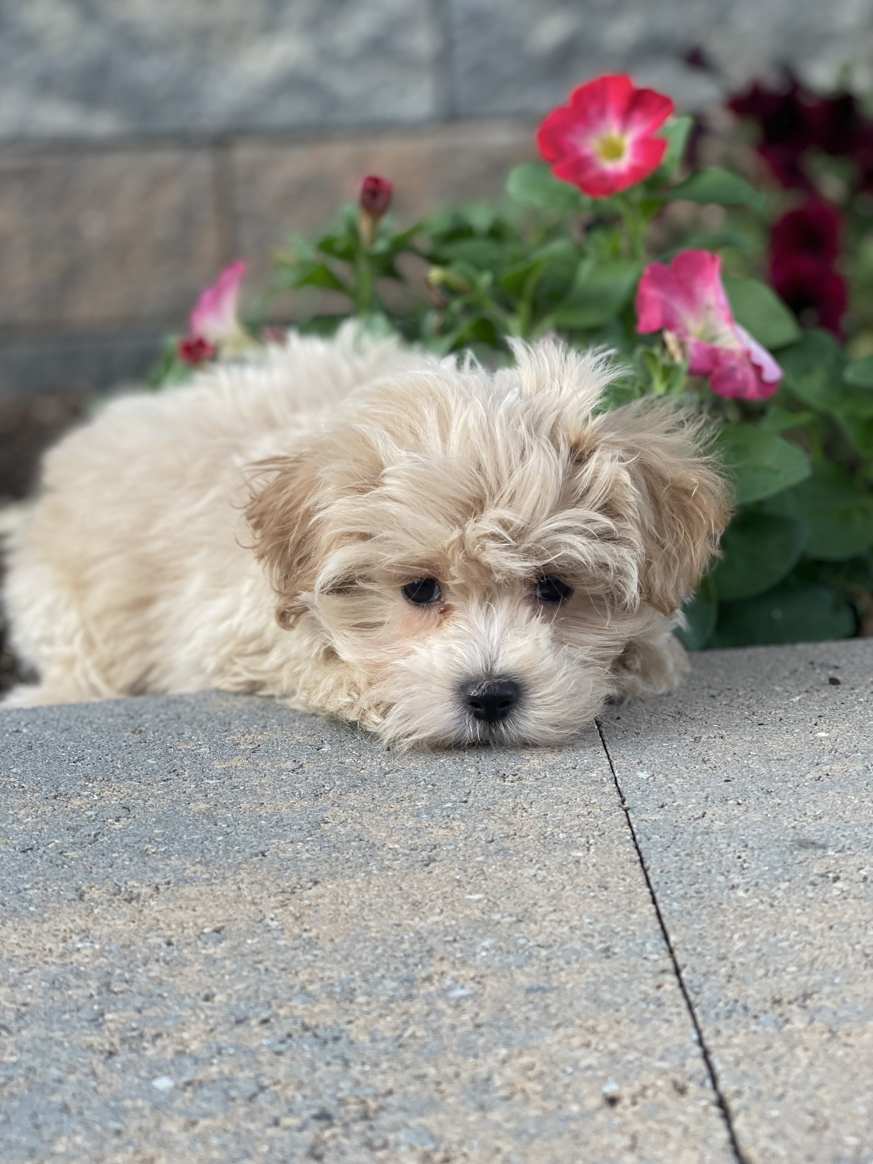 puppy, for, sale, Shih Tzu, Curtis  Martin, dog, breeder, Seneca Falls, NY, dog-breeder, puppy-for-sale, forsale, nearby, find, puppyfind, locator, puppylocator, aca