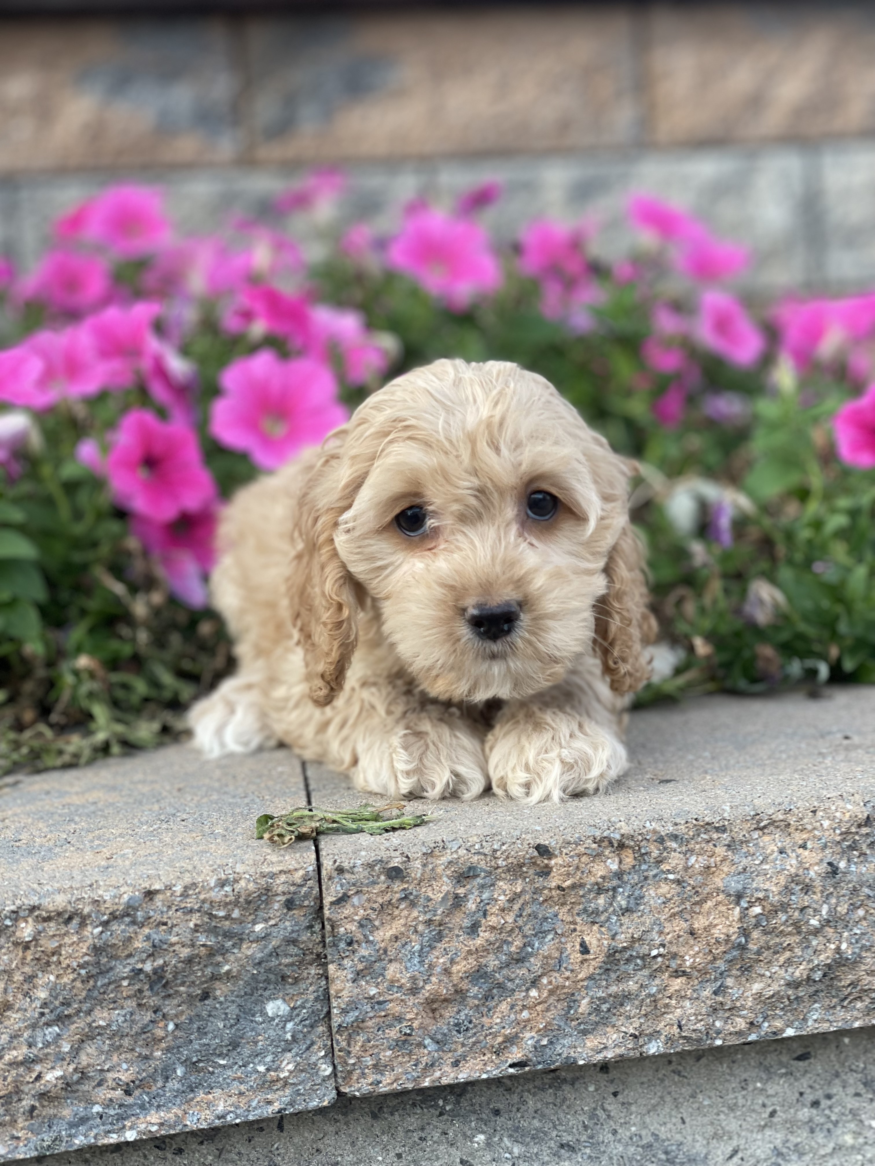puppy, for, sale, Cock A Poo, Curtis  Martin, dog, breeder, Seneca Falls, NY, dog-breeder, puppy-for-sale, forsale, nearby, find, puppyfind, locator, puppylocator, aca