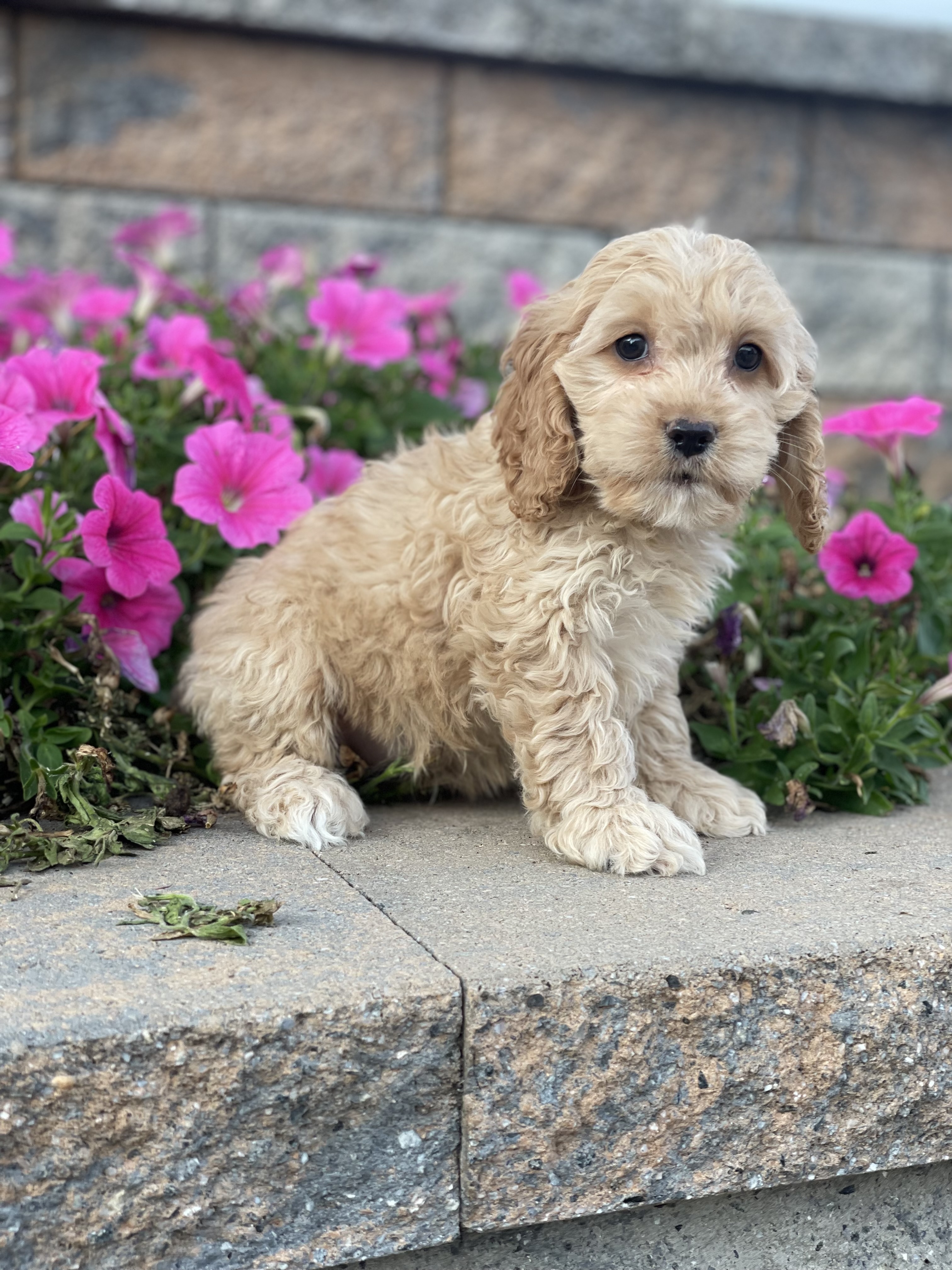 puppy, for, sale, Cock A Poo, Curtis  Martin, dog, breeder, Seneca Falls, NY, dog-breeder, puppy-for-sale, forsale, nearby, find, puppyfind, locator, puppylocator, aca