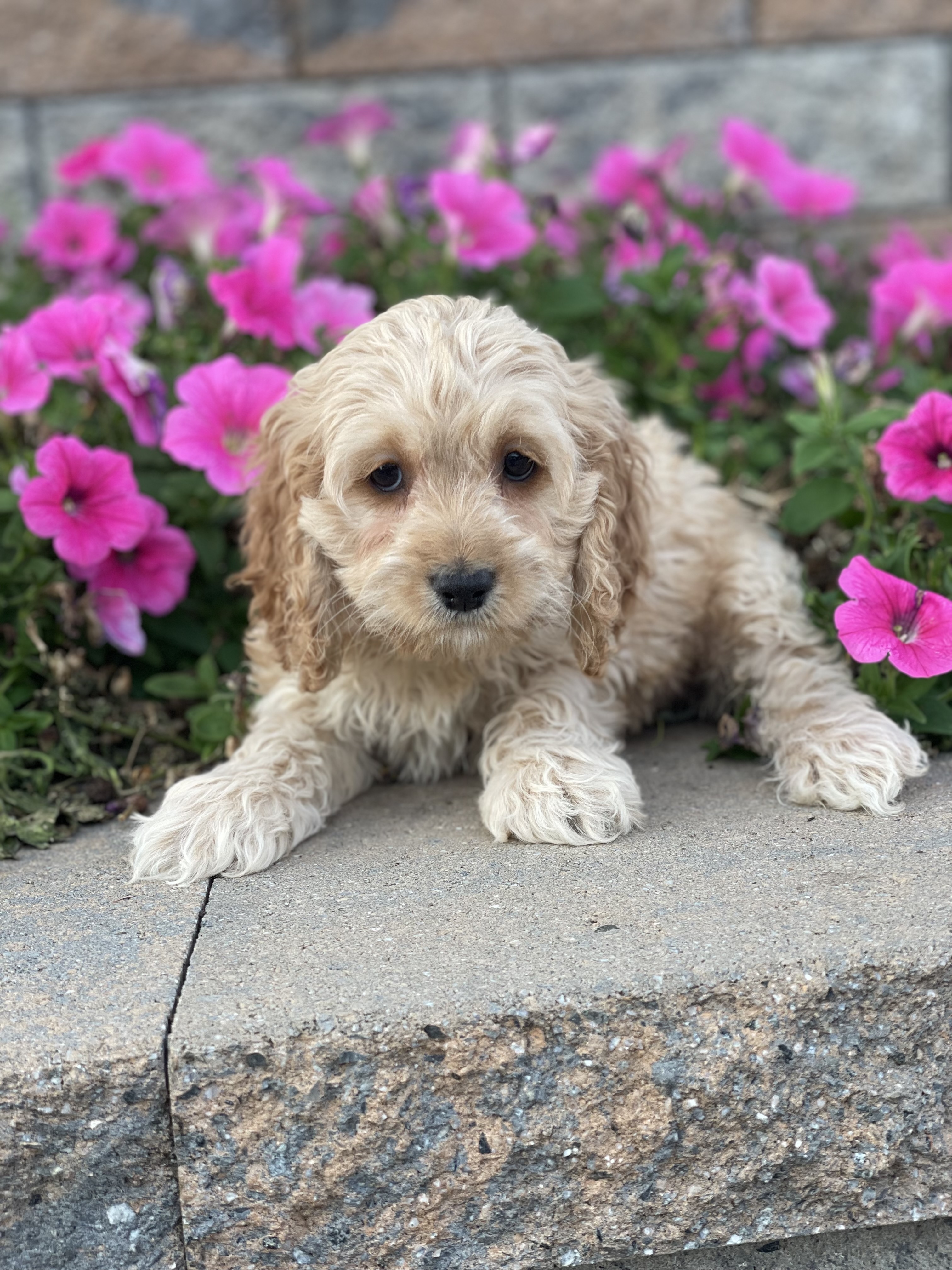 puppy, for, sale, Cock A Poo, Curtis  Martin, dog, breeder, Seneca Falls, NY, dog-breeder, puppy-for-sale, forsale, nearby, find, puppyfind, locator, puppylocator, aca