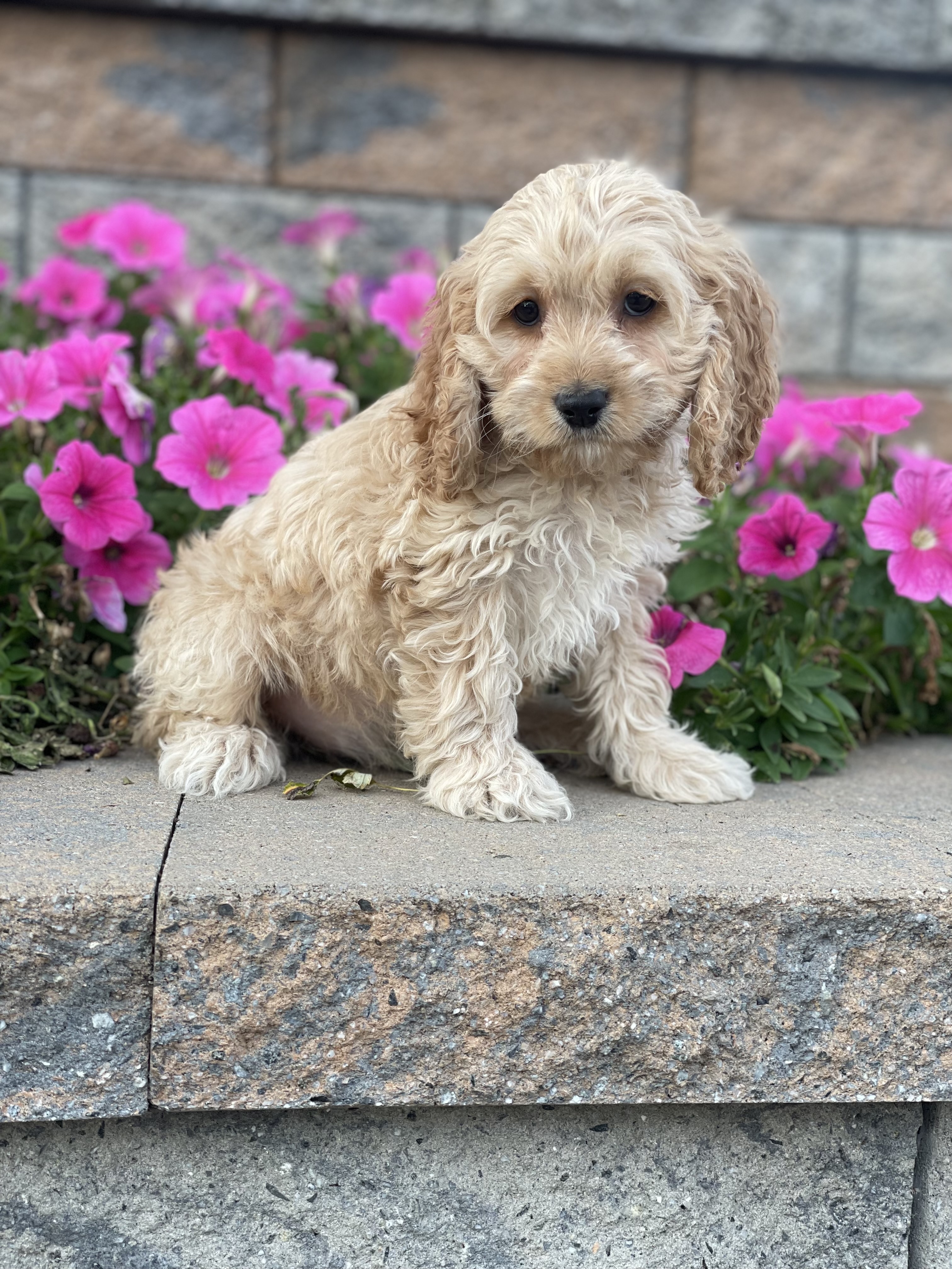 puppy, for, sale, Cock A Poo, Curtis  Martin, dog, breeder, Seneca Falls, NY, dog-breeder, puppy-for-sale, forsale, nearby, find, puppyfind, locator, puppylocator, aca