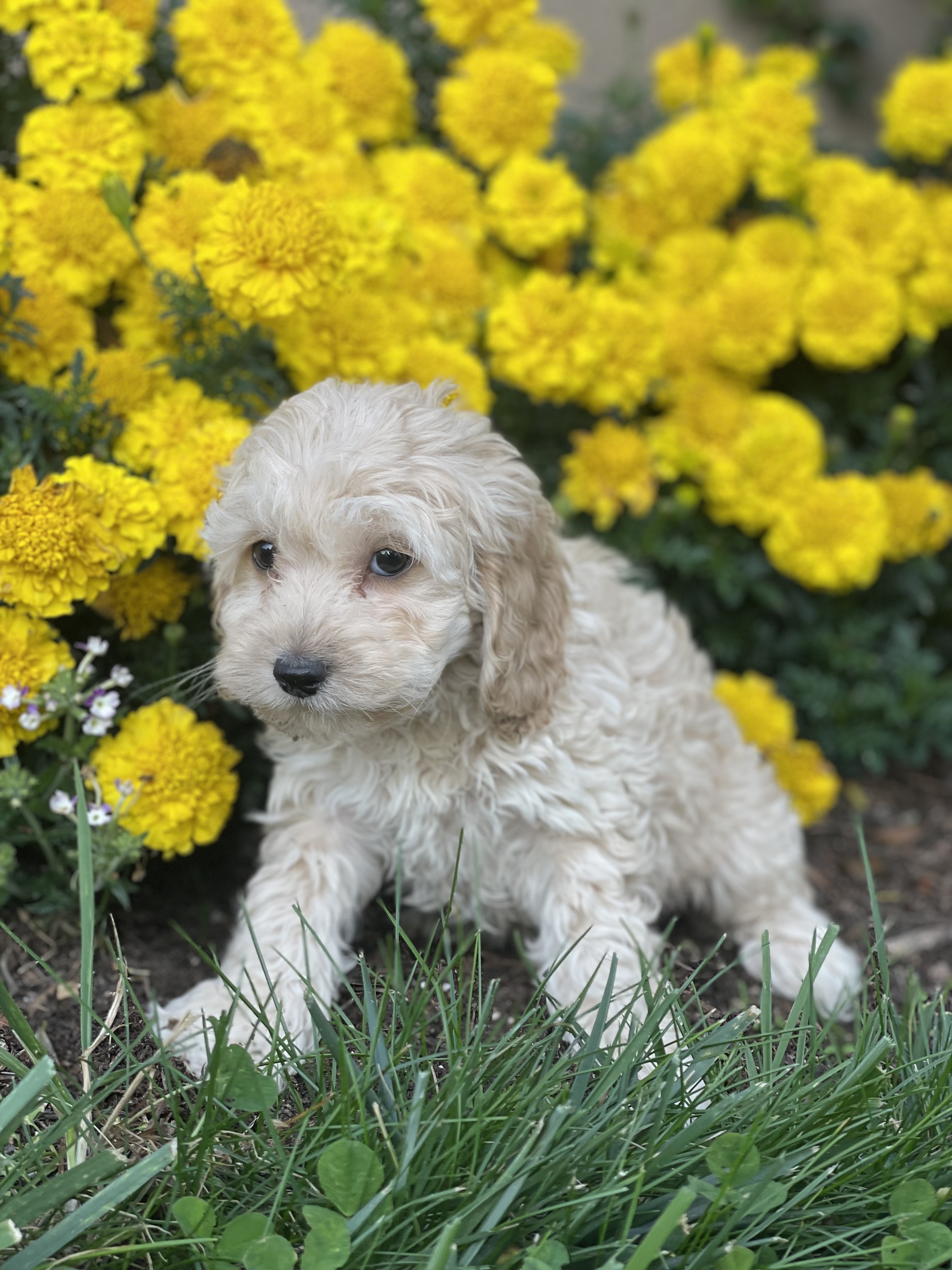puppy, for, sale, Cock A Poo, Curtis  Martin, dog, breeder, Seneca Falls, NY, dog-breeder, puppy-for-sale, forsale, nearby, find, puppyfind, locator, puppylocator, aca