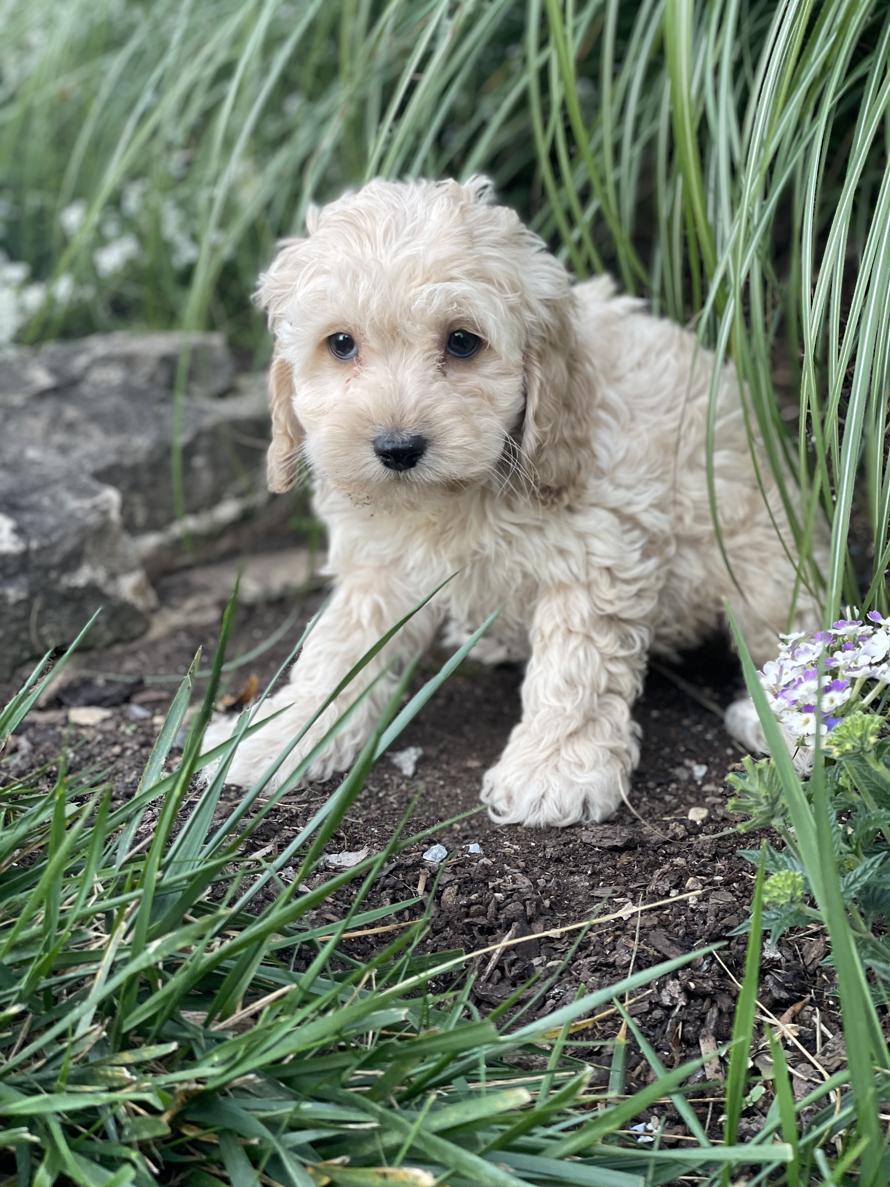 puppy, for, sale, Cock A Poo, Curtis  Martin, dog, breeder, Seneca Falls, NY, dog-breeder, puppy-for-sale, forsale, nearby, find, puppyfind, locator, puppylocator, aca