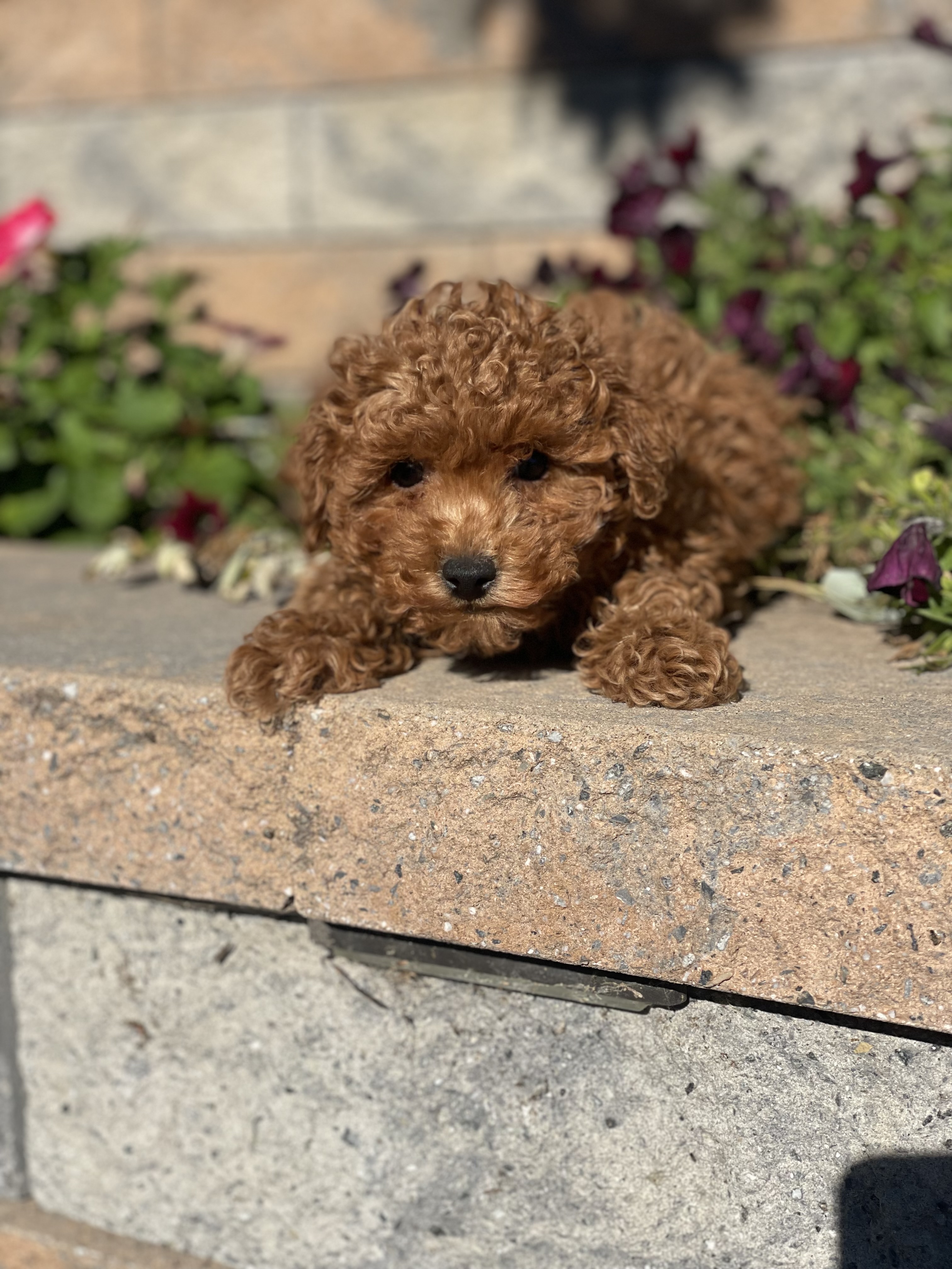 puppy, for, sale, Poodle, Curtis  Martin, dog, breeder, Seneca Falls, NY, dog-breeder, puppy-for-sale, forsale, nearby, find, puppyfind, locator, puppylocator, aca