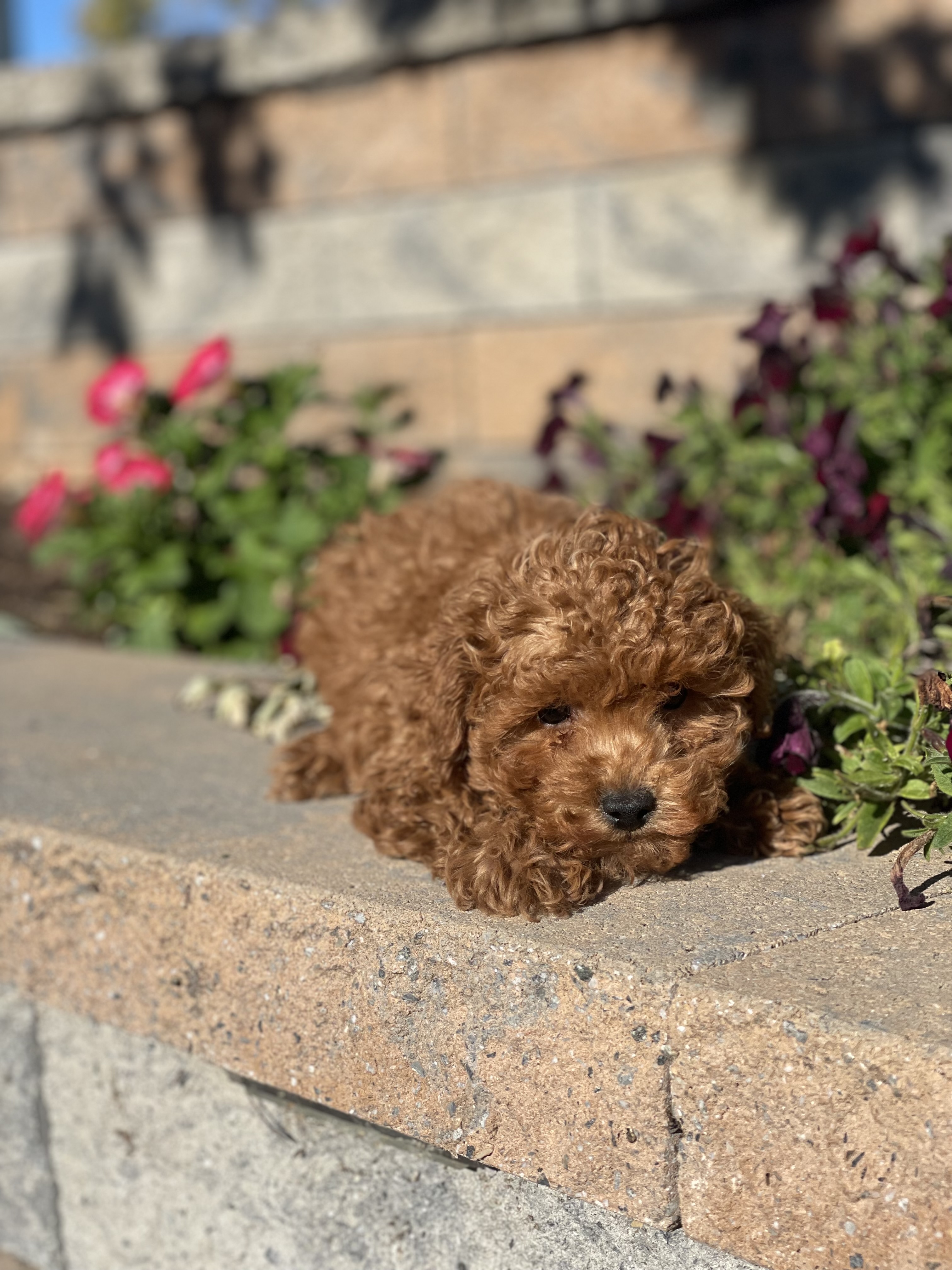puppy, for, sale, Poodle, Curtis  Martin, dog, breeder, Seneca Falls, NY, dog-breeder, puppy-for-sale, forsale, nearby, find, puppyfind, locator, puppylocator, aca