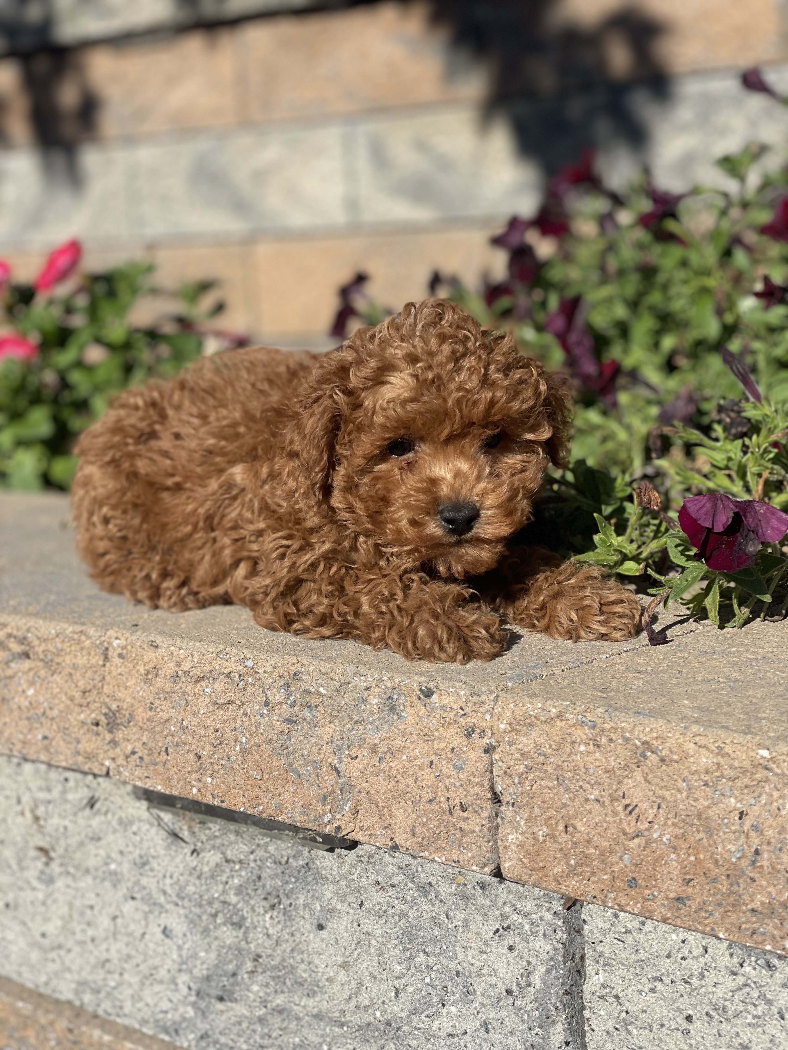 puppy, for, sale, Poodle, Curtis  Martin, dog, breeder, Seneca Falls, NY, dog-breeder, puppy-for-sale, forsale, nearby, find, puppyfind, locator, puppylocator, aca