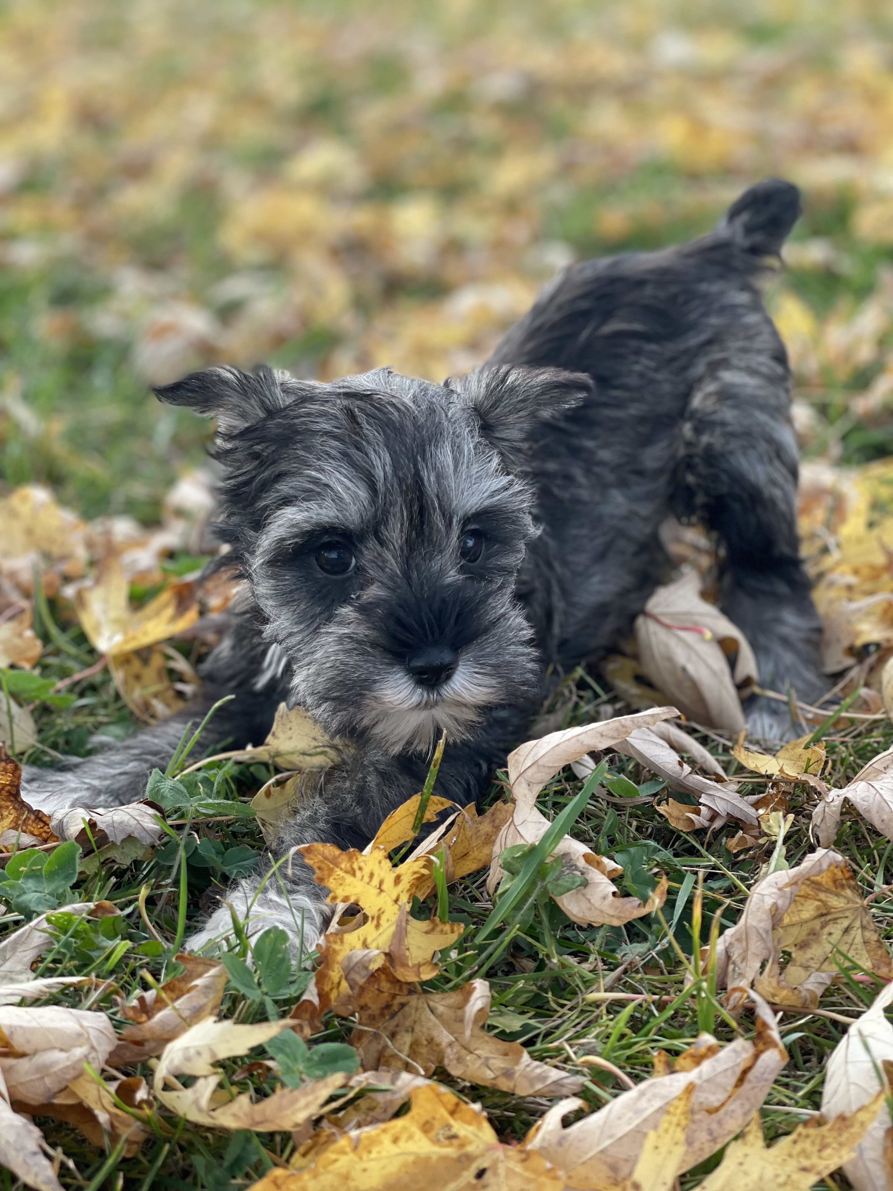 puppy, for, sale, Miniature Schnauzer, Curtis  Martin, dog, breeder, Seneca Falls, NY, dog-breeder, puppy-for-sale, forsale, nearby, find, puppyfind, locator, puppylocator, aca