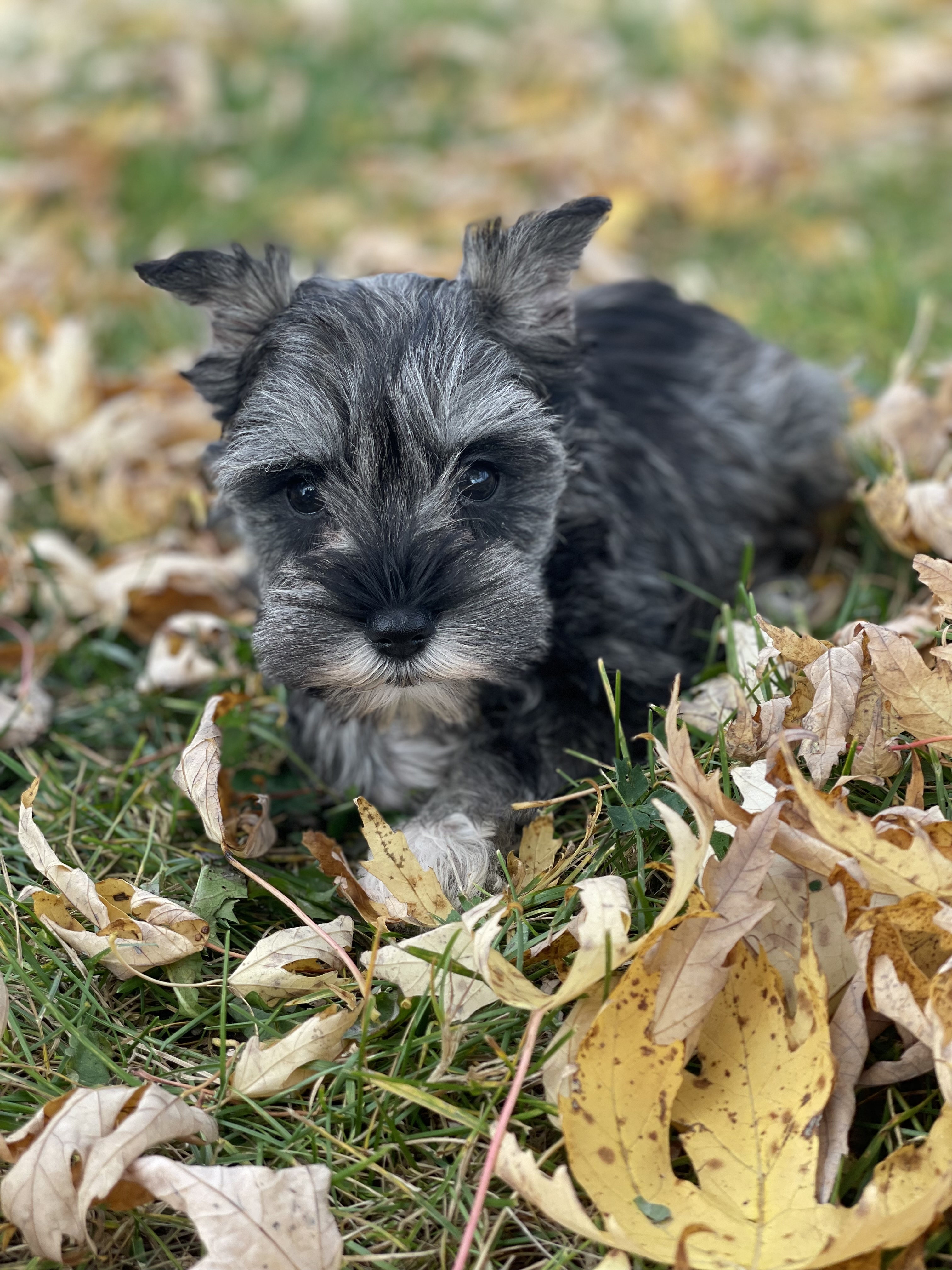puppy, for, sale, Miniature Schnauzer, Curtis  Martin, dog, breeder, Seneca Falls, NY, dog-breeder, puppy-for-sale, forsale, nearby, find, puppyfind, locator, puppylocator, aca