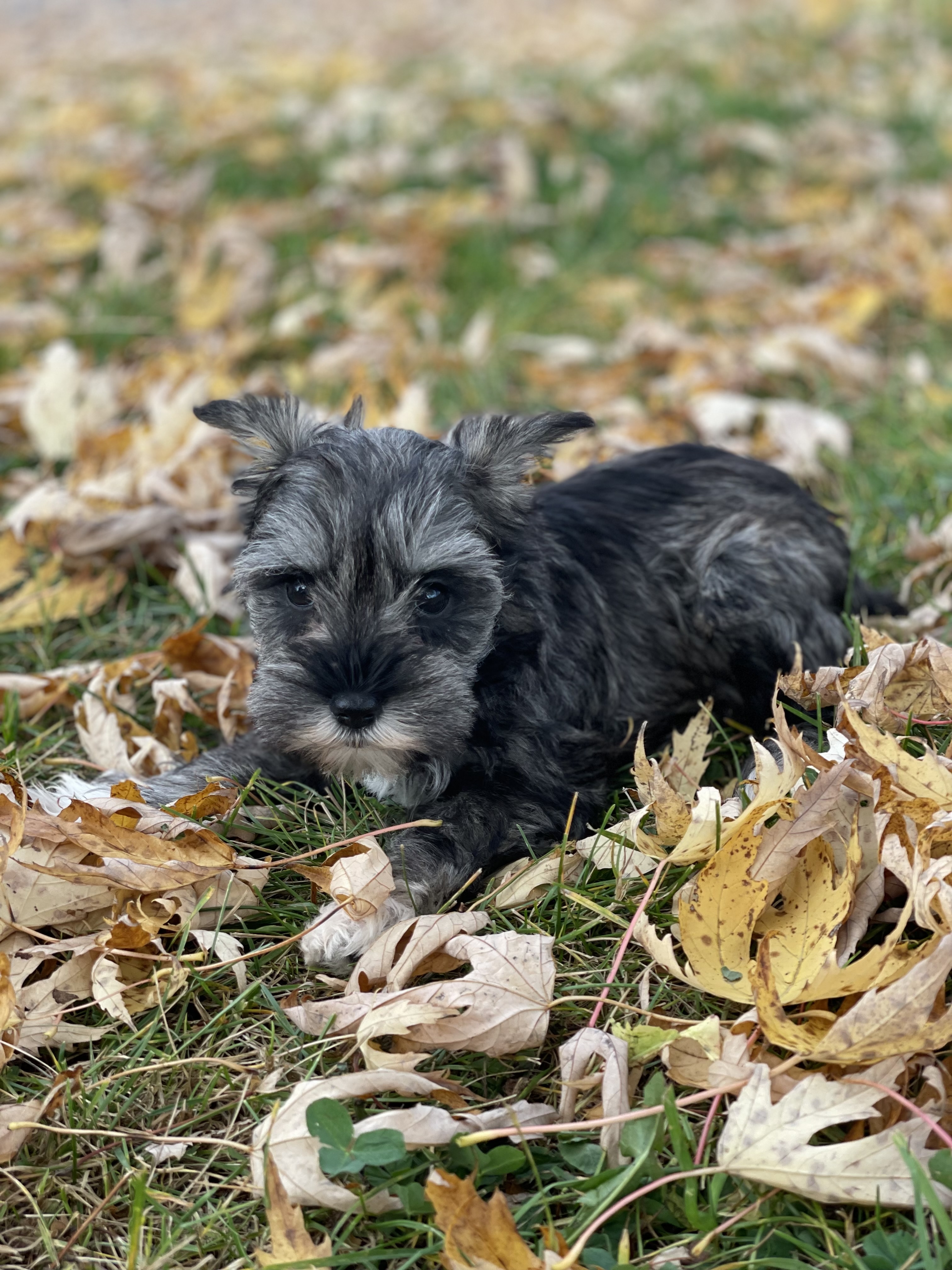 puppy, for, sale, Miniature Schnauzer, Curtis  Martin, dog, breeder, Seneca Falls, NY, dog-breeder, puppy-for-sale, forsale, nearby, find, puppyfind, locator, puppylocator, aca